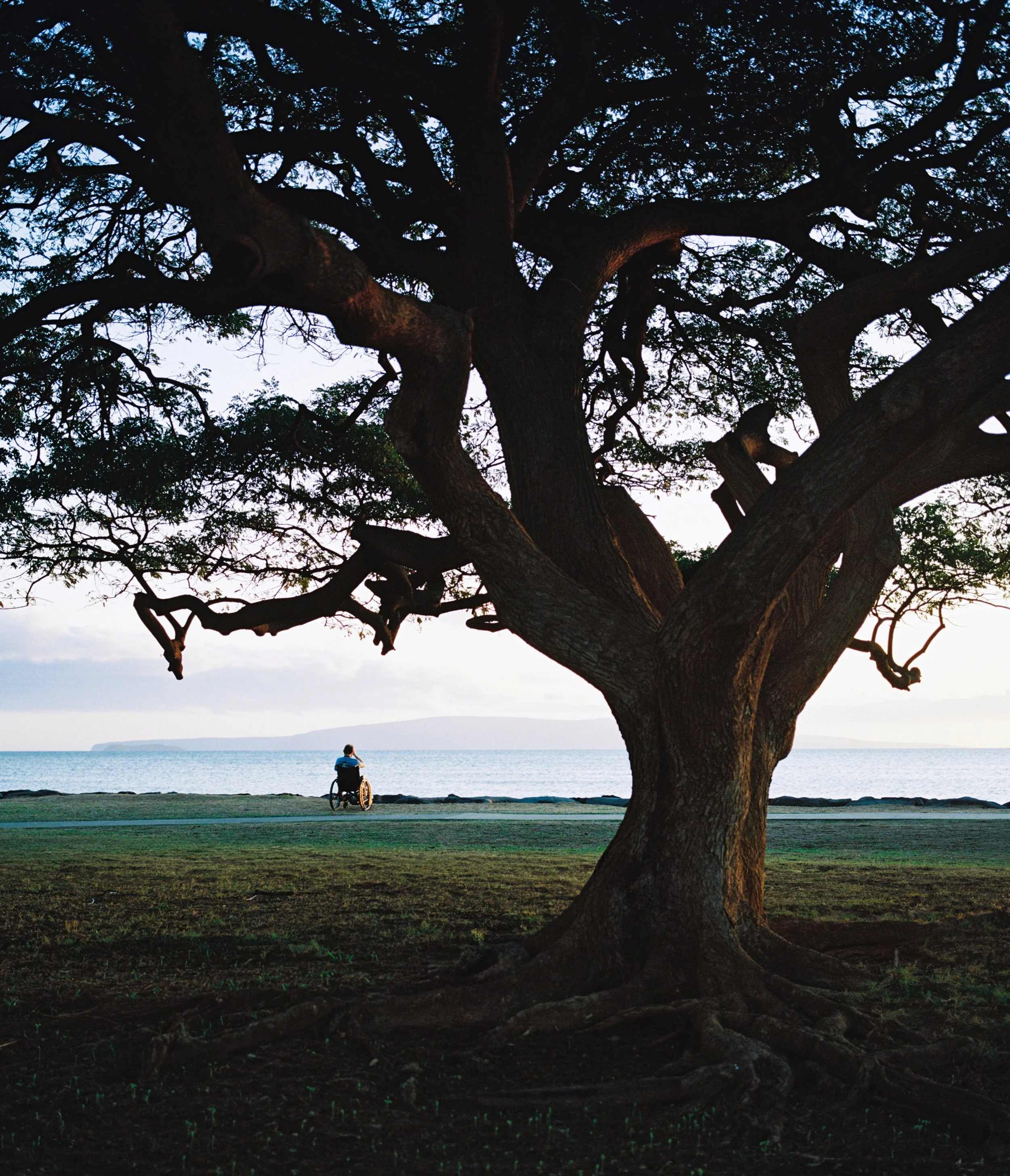 A person in a wheelchair sitting on the grass near the ocean, viewed through the branches of a large tree at sunset or sunrise.