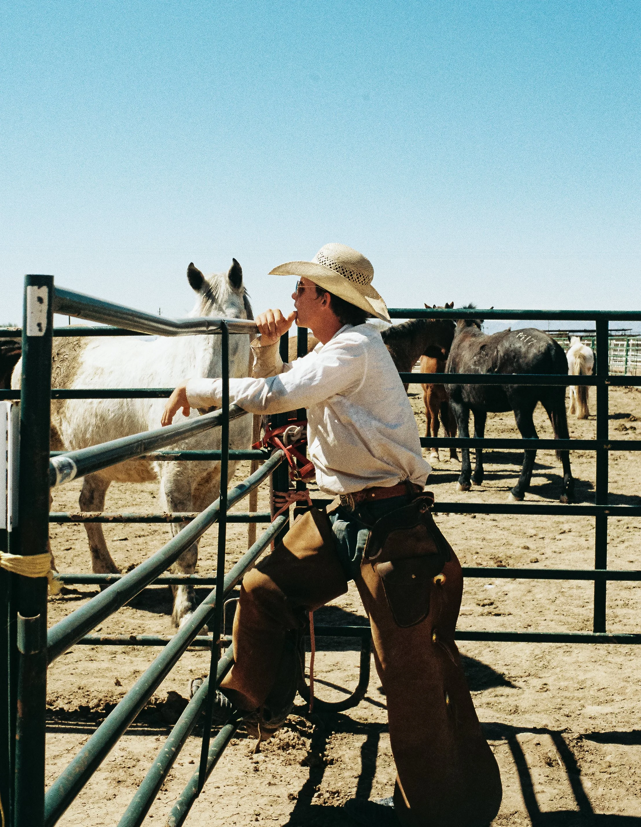 A man wearing a cowboy hat and sunglasses leaning on a metal fence, kissing a white horse with black spots on the nose, with several other horses in the background under a clear blue sky.