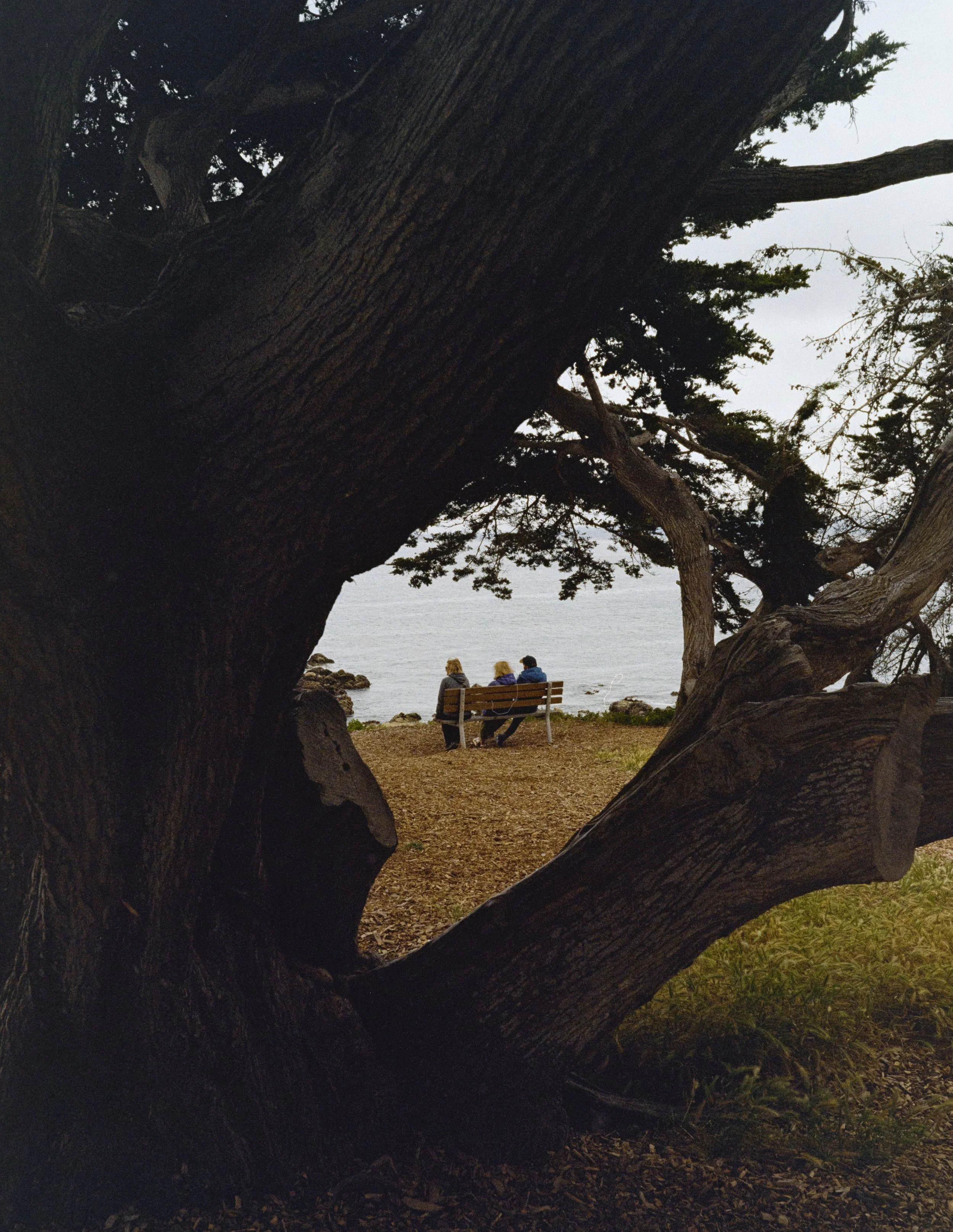 Three people sitting on a bench near the water, viewed through the opening of a large tree.