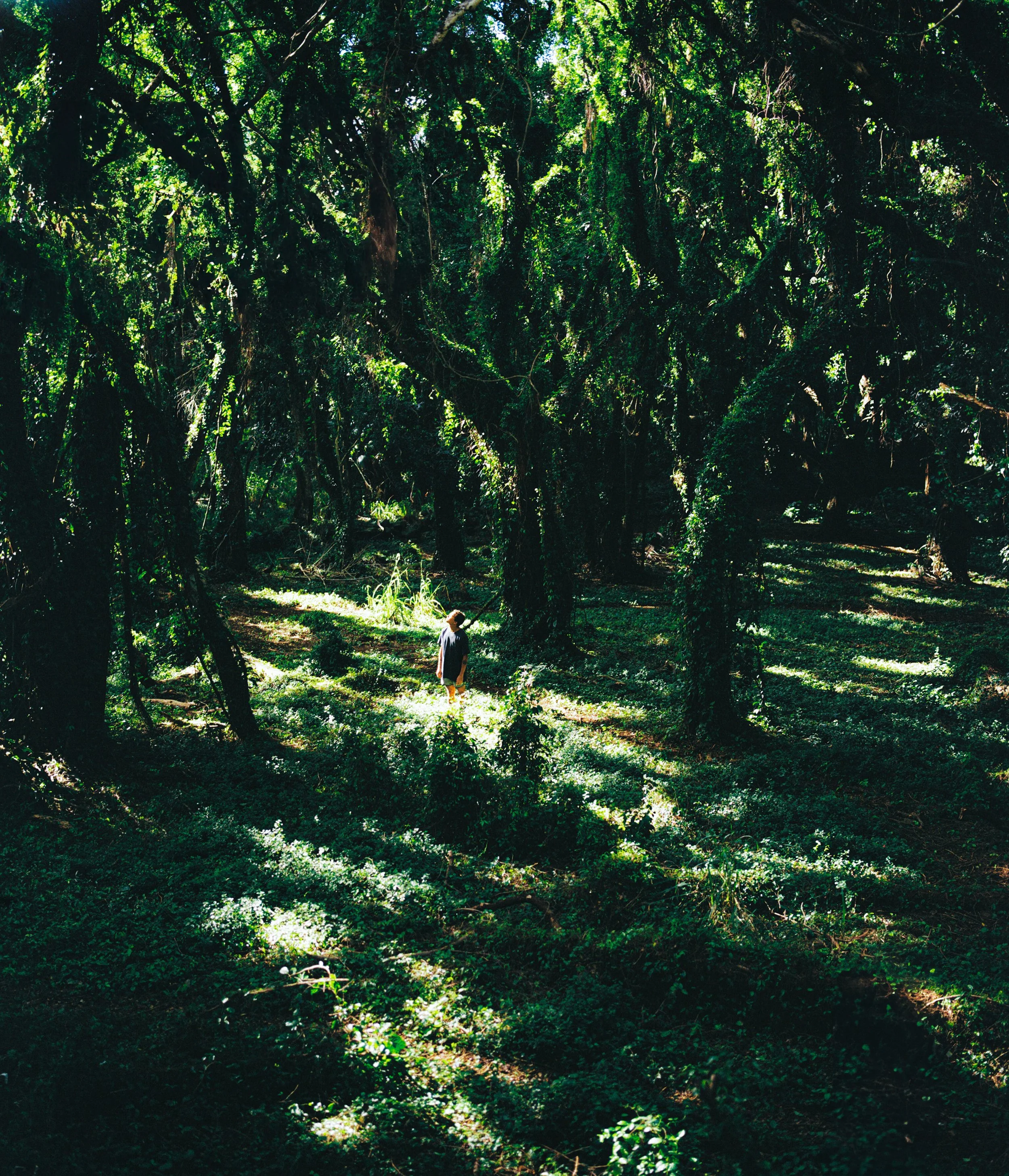 A person standing alone in a dense, lush green forest with sunlight filtering through the trees.
