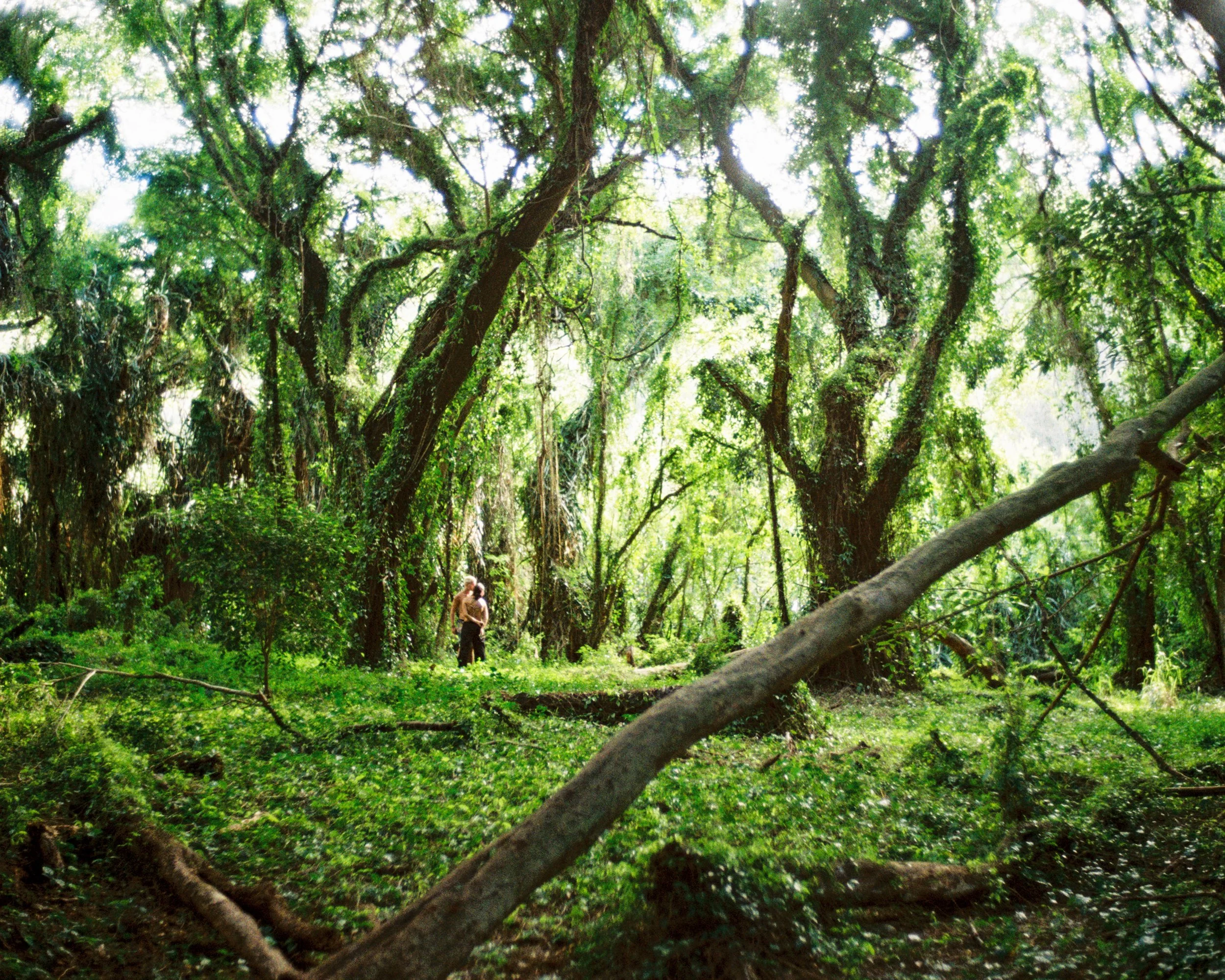 A person standing in a lush, green forest with dense trees and sunlight filtering through the leaves.