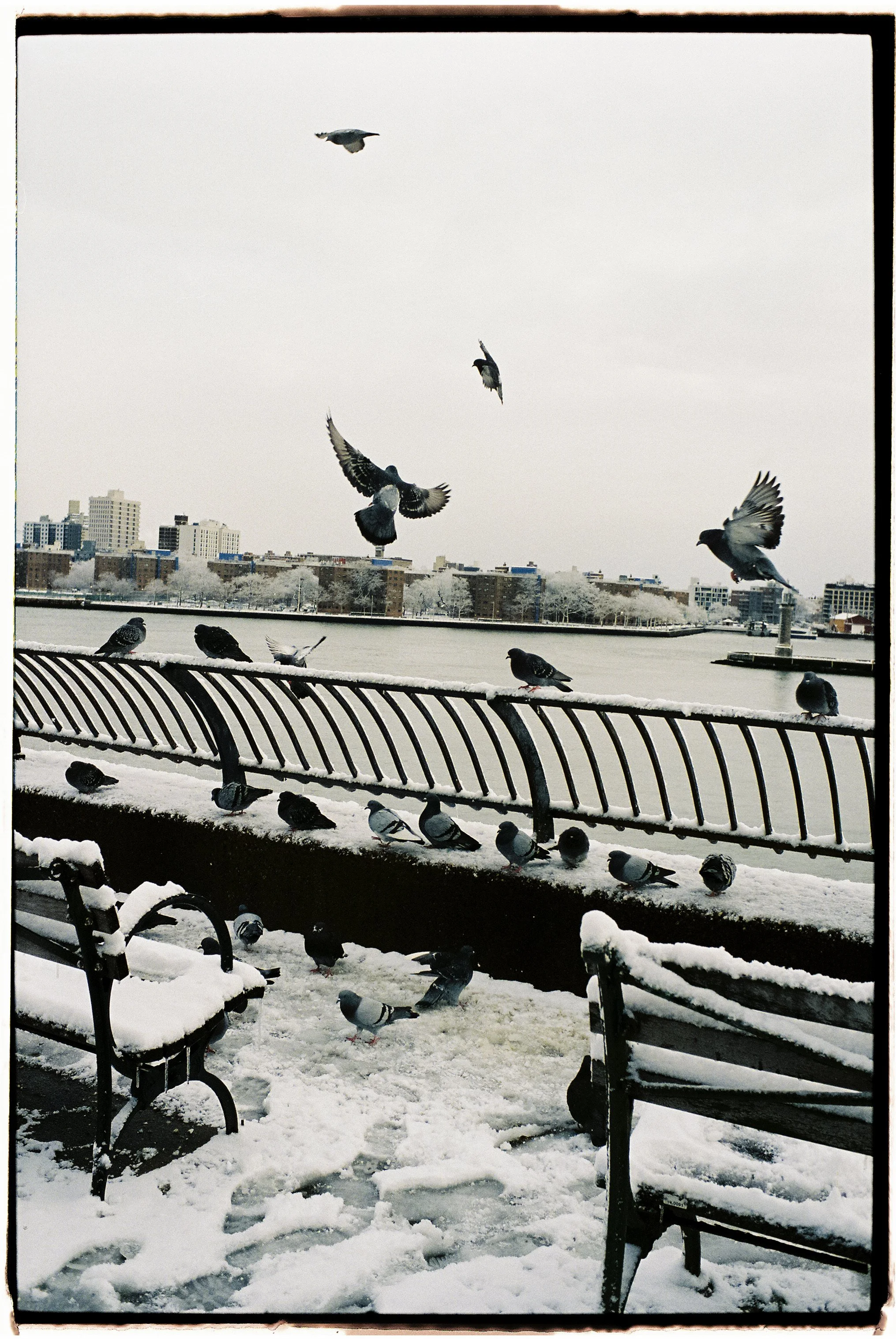 Snow-covered railing and benches along a riverbank with pigeons perched and flying in a cloudy sky, city skyline in the background.