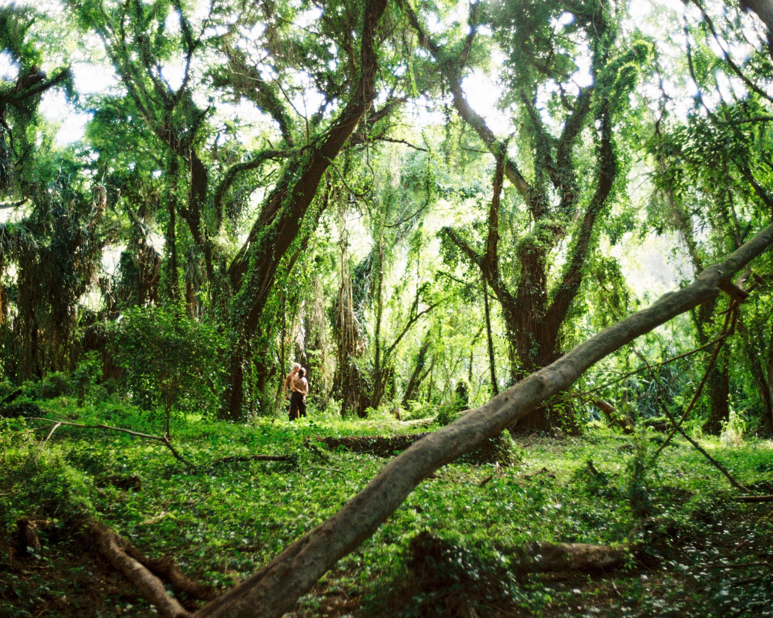 A person standing in a lush green forest with tall trees and dense foliage, surrounded by fallen branches and undergrowth.