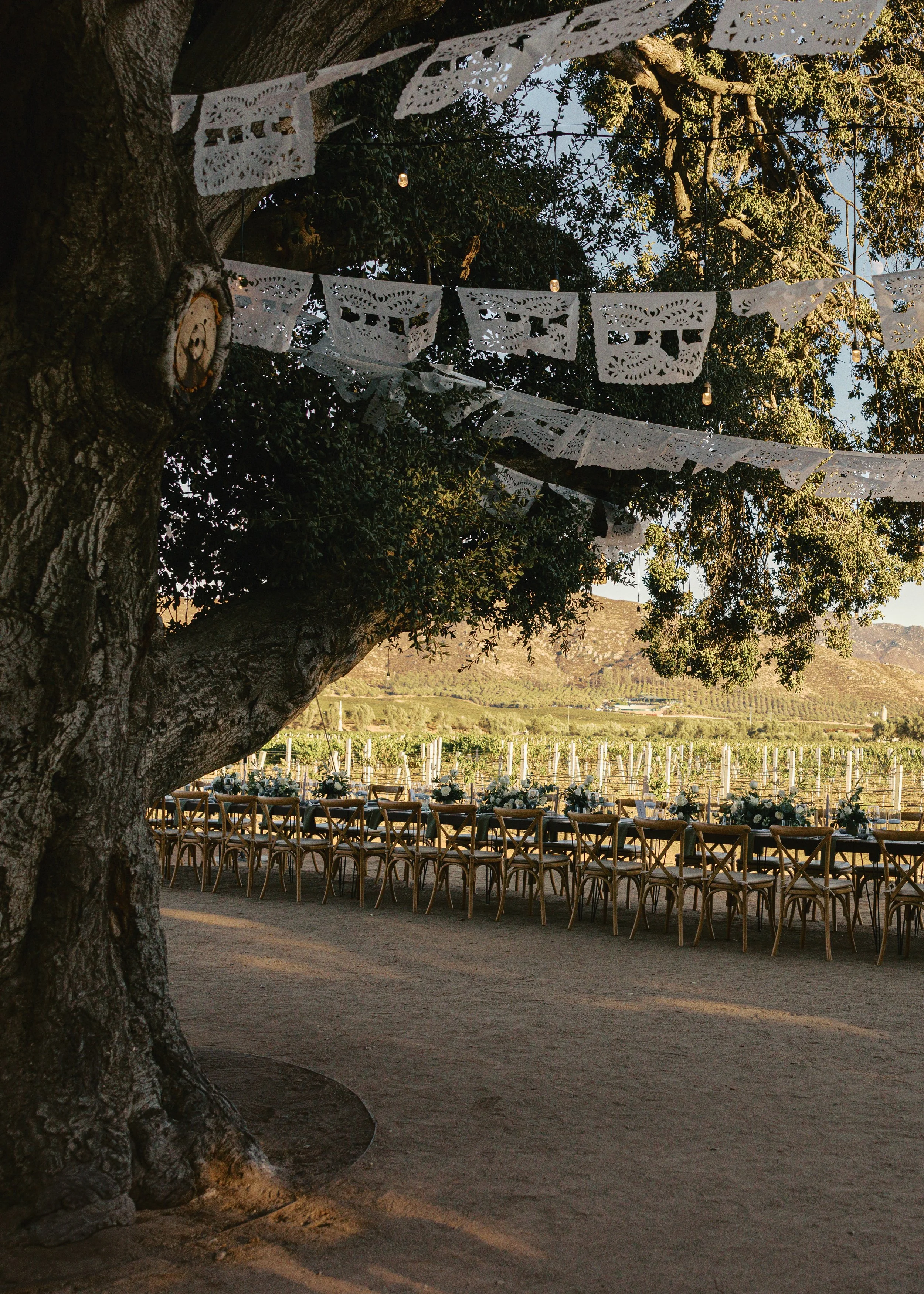 Outdoor event setup under a large tree, with tables and chairs decorated with flowers, and paper banners hanging from the branches, in a vineyard or rural area during daytime.