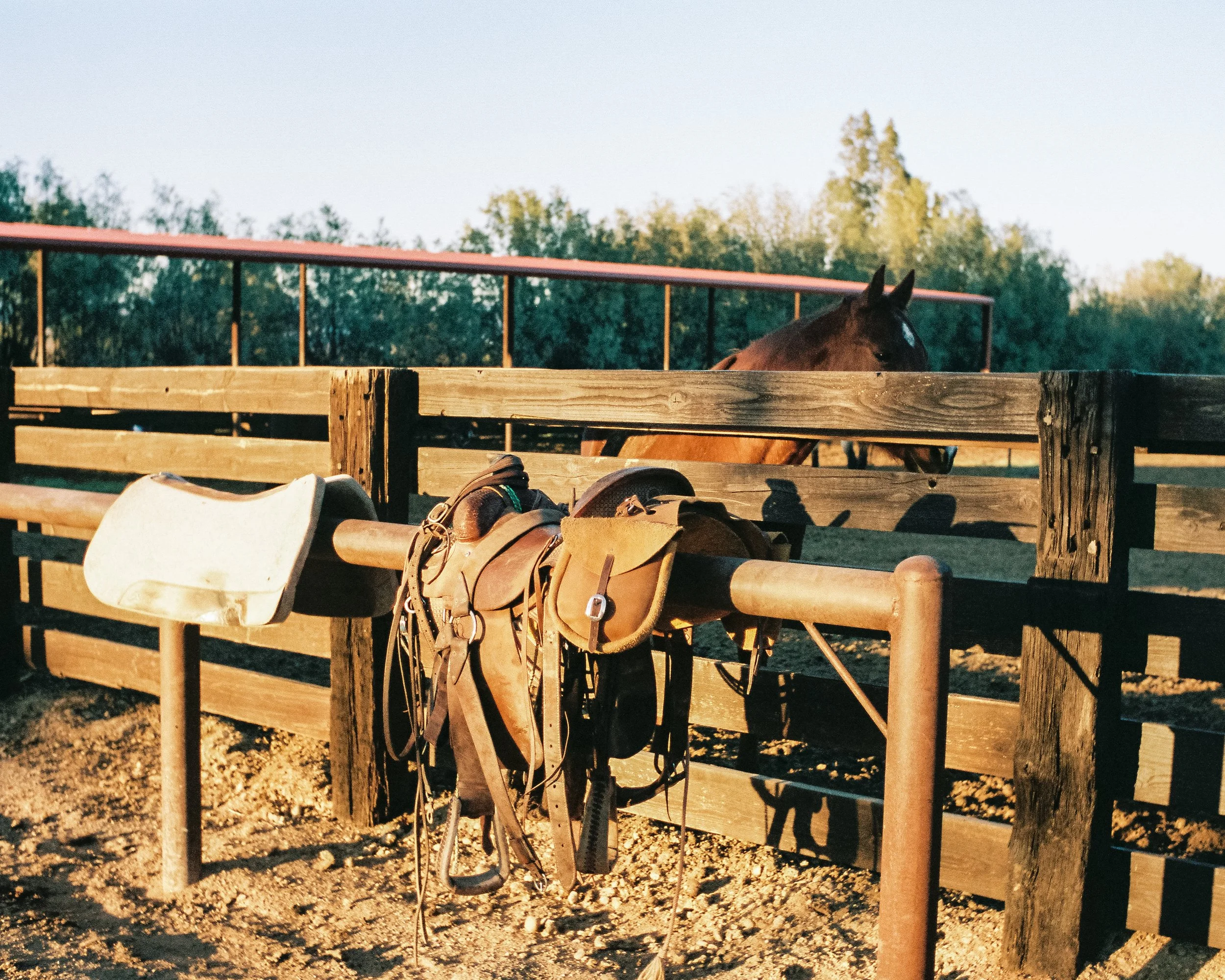 A horse in a paddock with a saddle and tack hanging on a fence, with trees in the background and sunlight casting shadows.