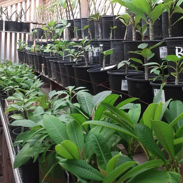 Potted plumeria plants and seedlings at our nursery in Orange, California.