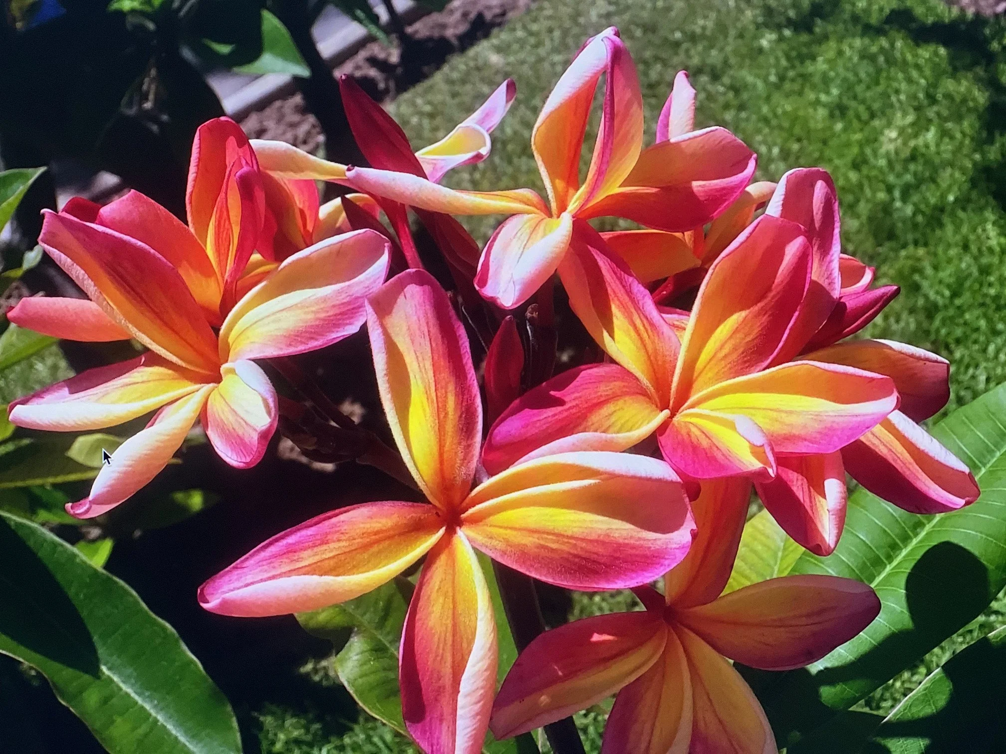 Orange Orange