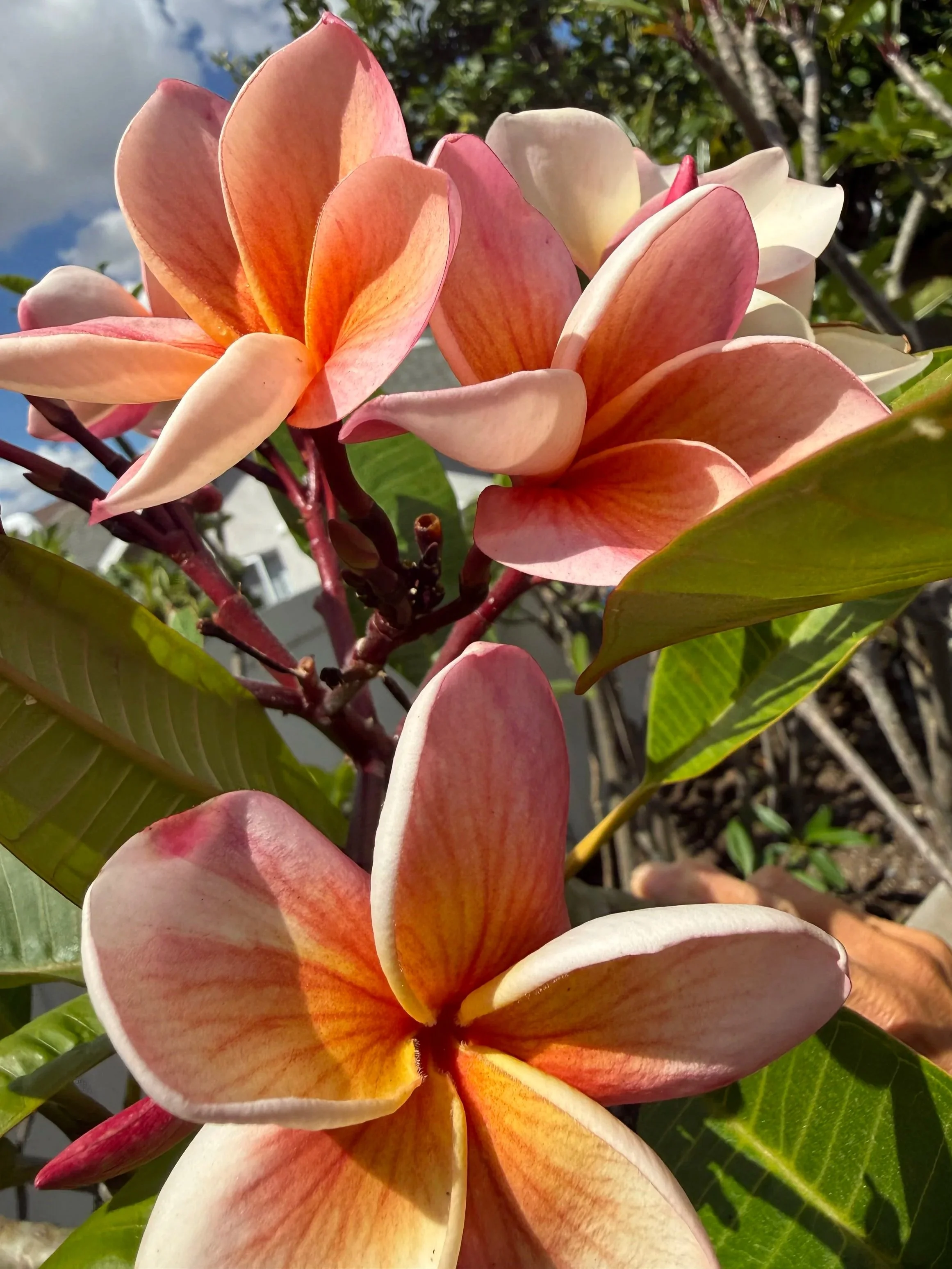 INDIA ORANGE