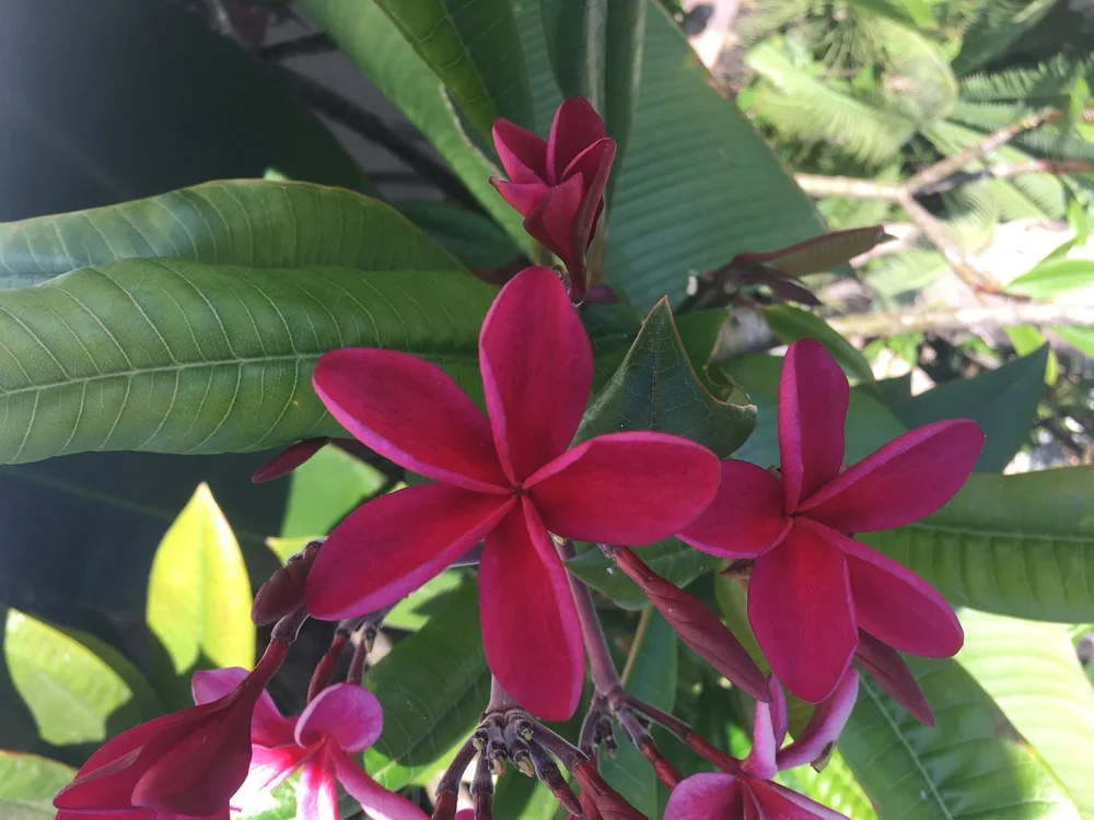 HAWAII RED
