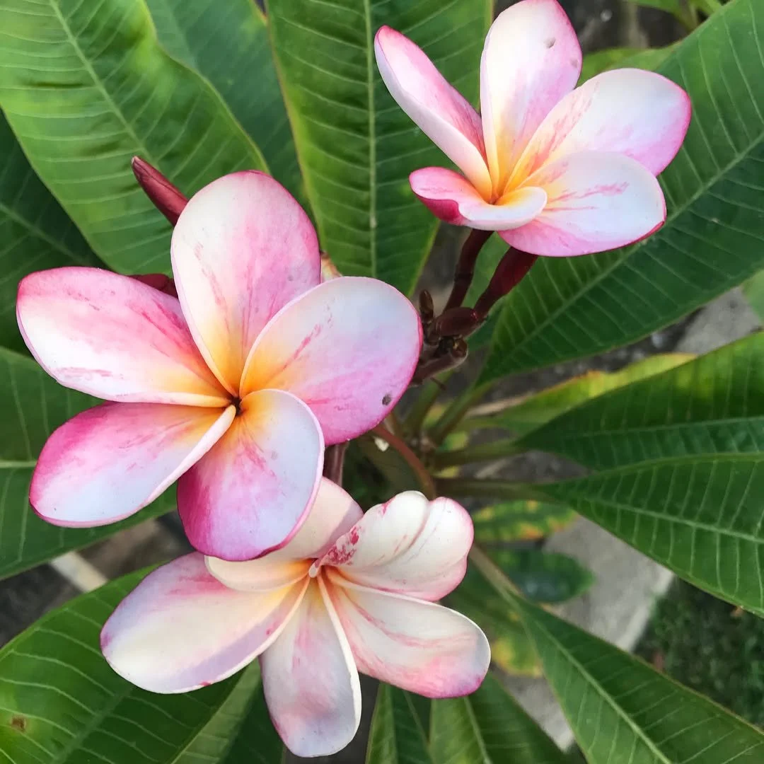 Three pink and white plumeria flowers with green leaves, grown locally in Orange, California.