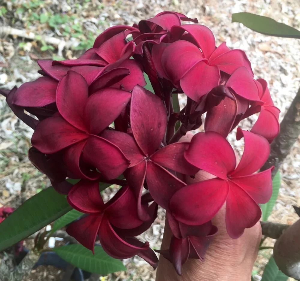 HILO BEAUTY
