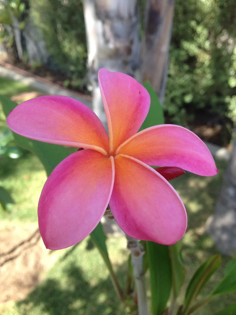 KANEOHE SUNBURST