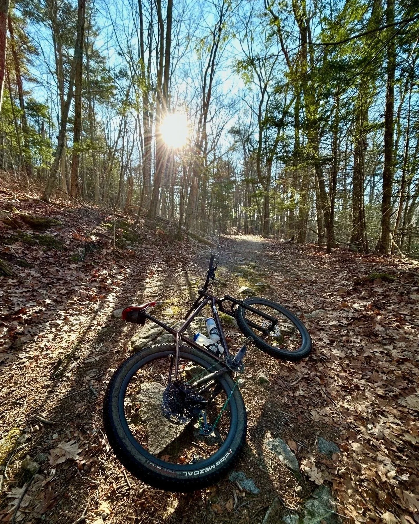 A mountain bike lies on a leaf-covered trail in a forest with tall trees and sunlight streaming through the branches.