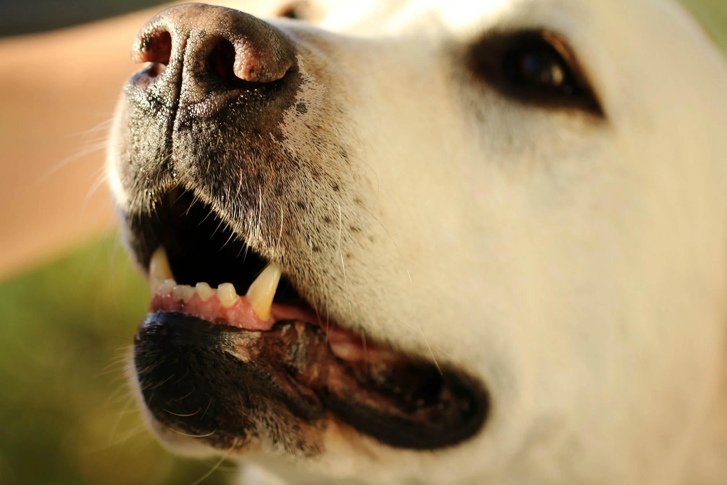 Close-up of a dog's face, highlighting its nose, mouth, and part of its eye, with a blurred background.