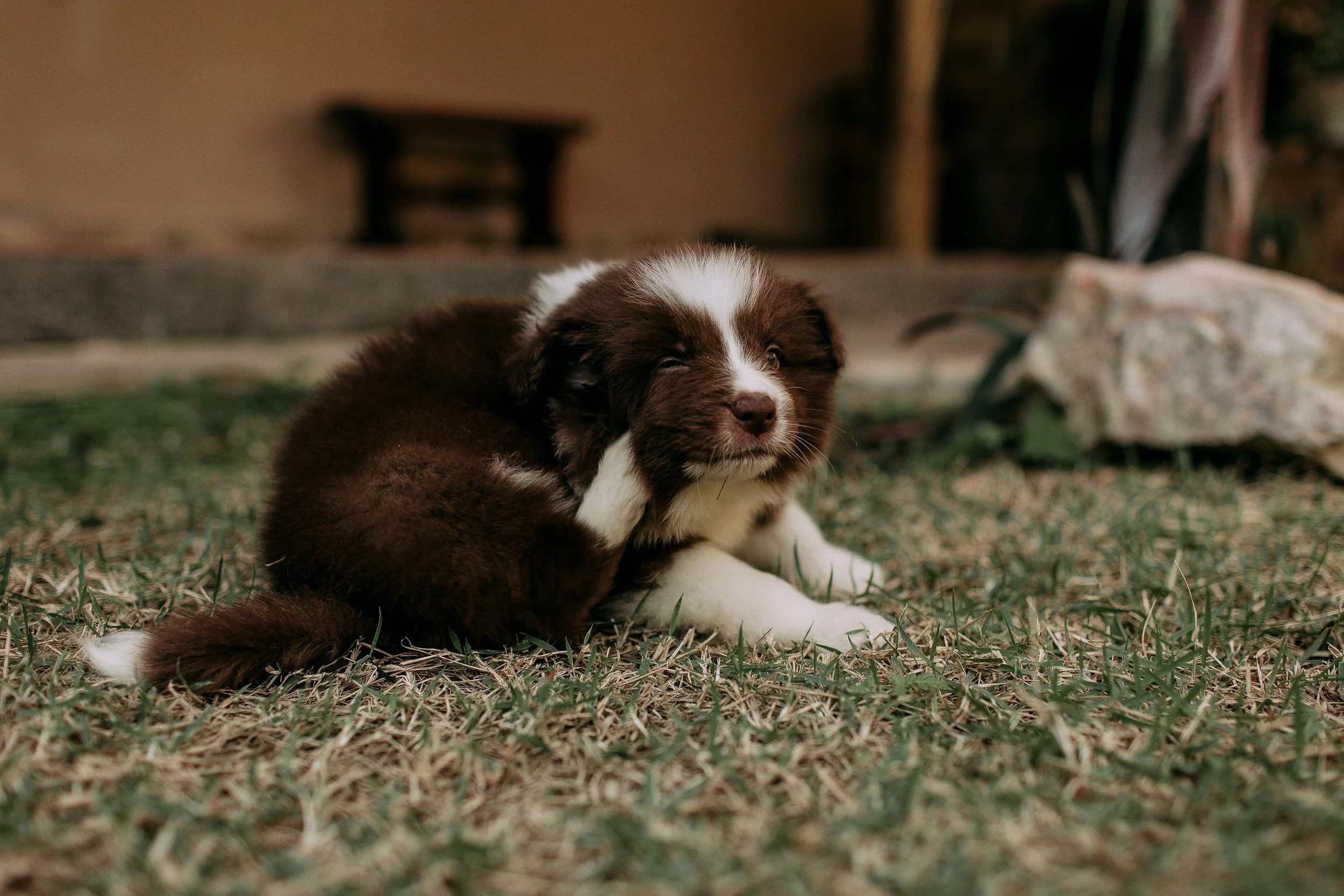 A cute brown and white Australian Shepherd puppy lying on the grass outside, with one eye nearly closed, in a backyard or garden setting.