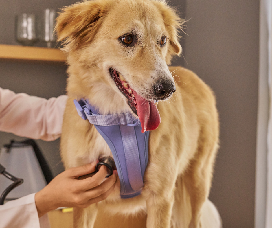 A happy golden retriever dog wearing a blue harness at the veterinarian's office.