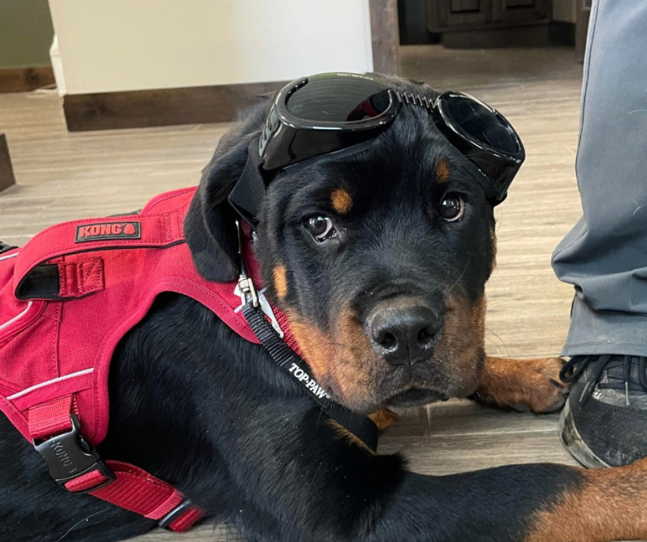 A Rottweiler puppy wearing a red harness and black glasses lying on a gray wooden floor indoors.