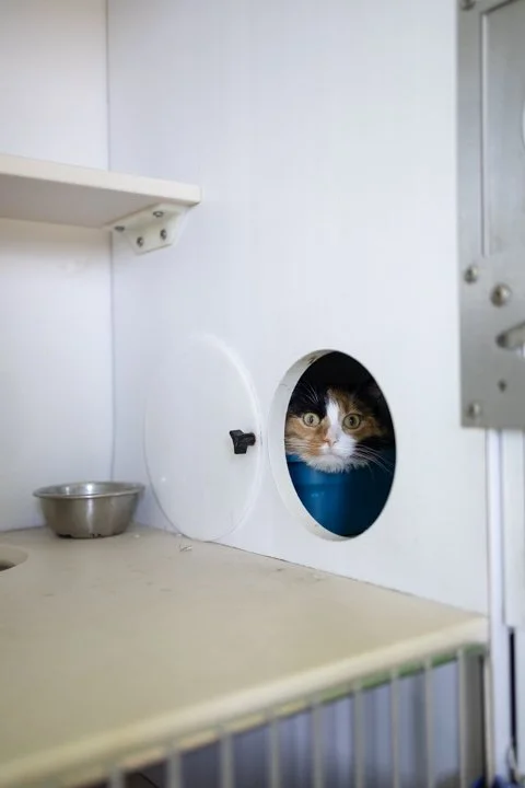 A cat peeking out from a blue container inside a circular opening in a white enclosure.