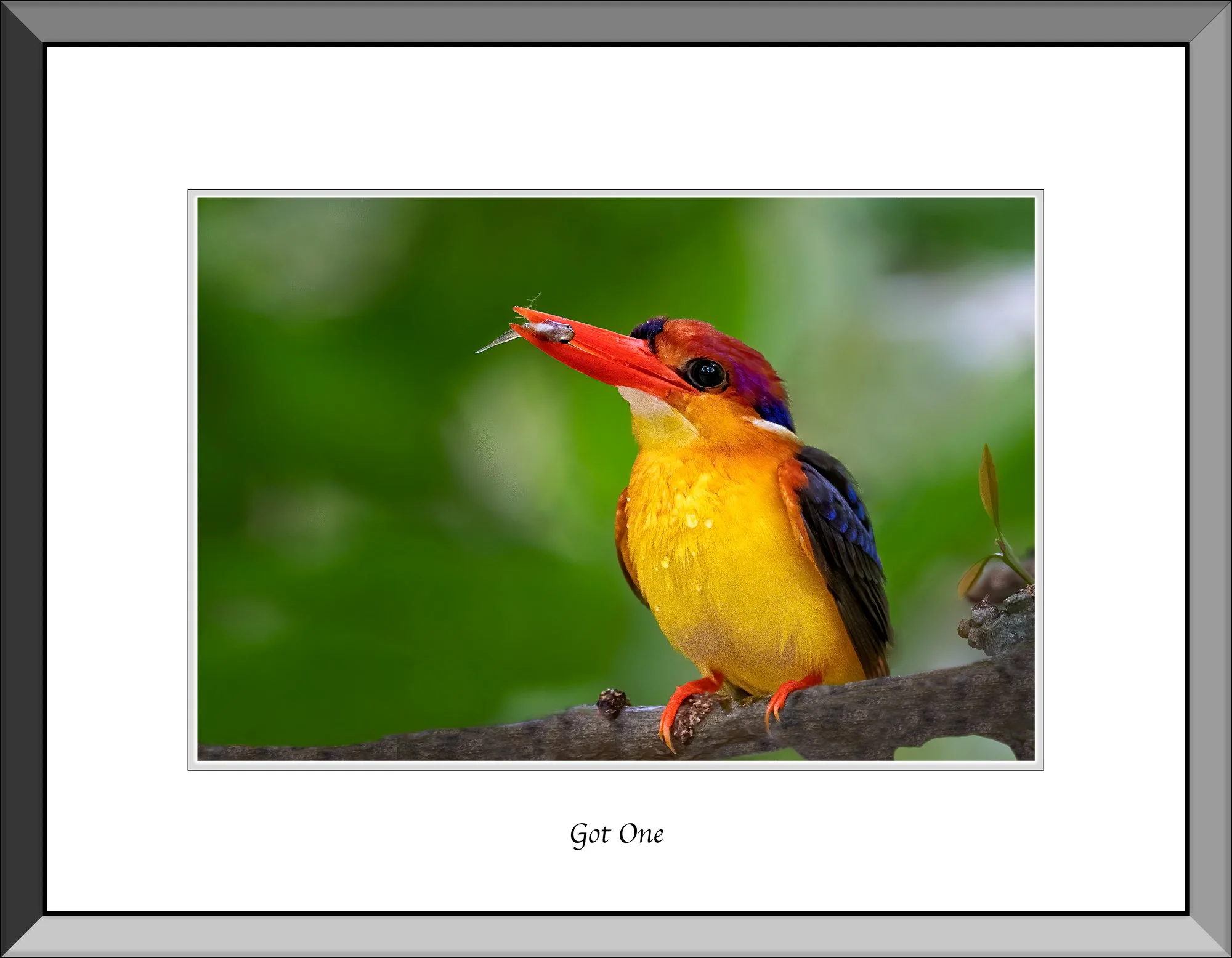 Neils-Photography-Bird-Hide-2020-(853).jpg