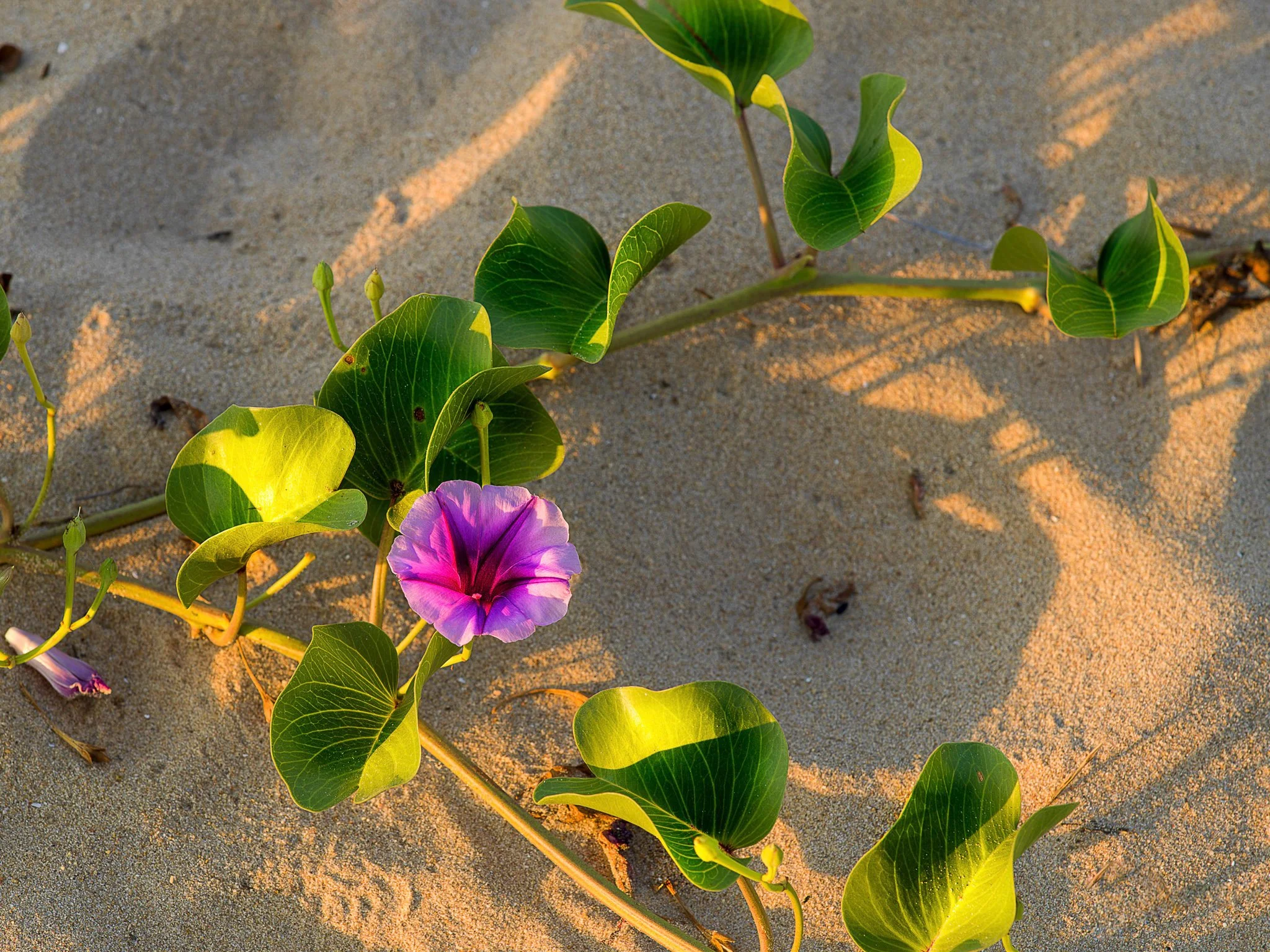 Neil's_Photography_March 22, 2018_Neils_Photography_Hua-Hin_20-03-2018_114.jpg