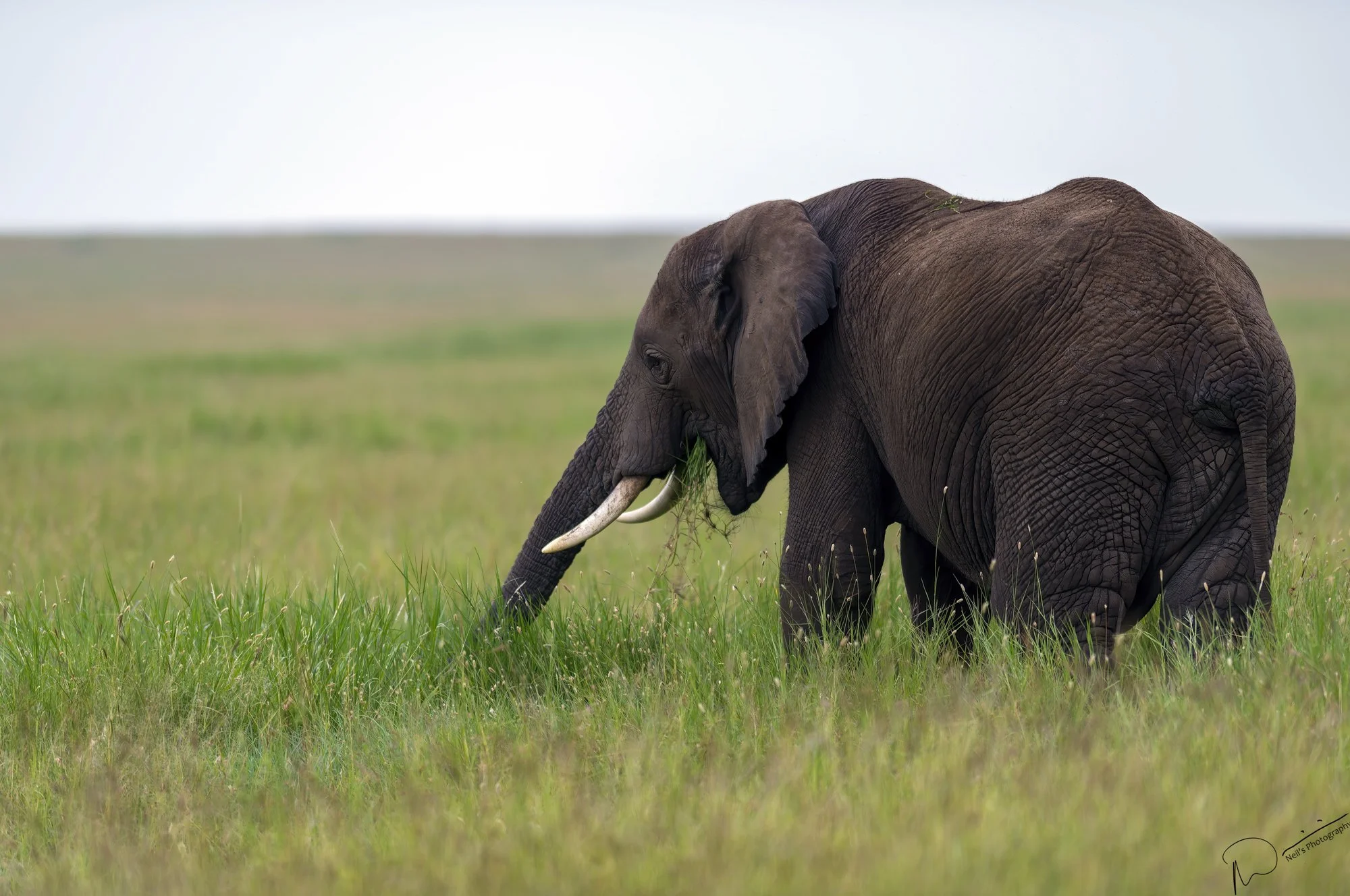 Neil's Photography-5432-NEF_DxO_DeepPRIME.jpg