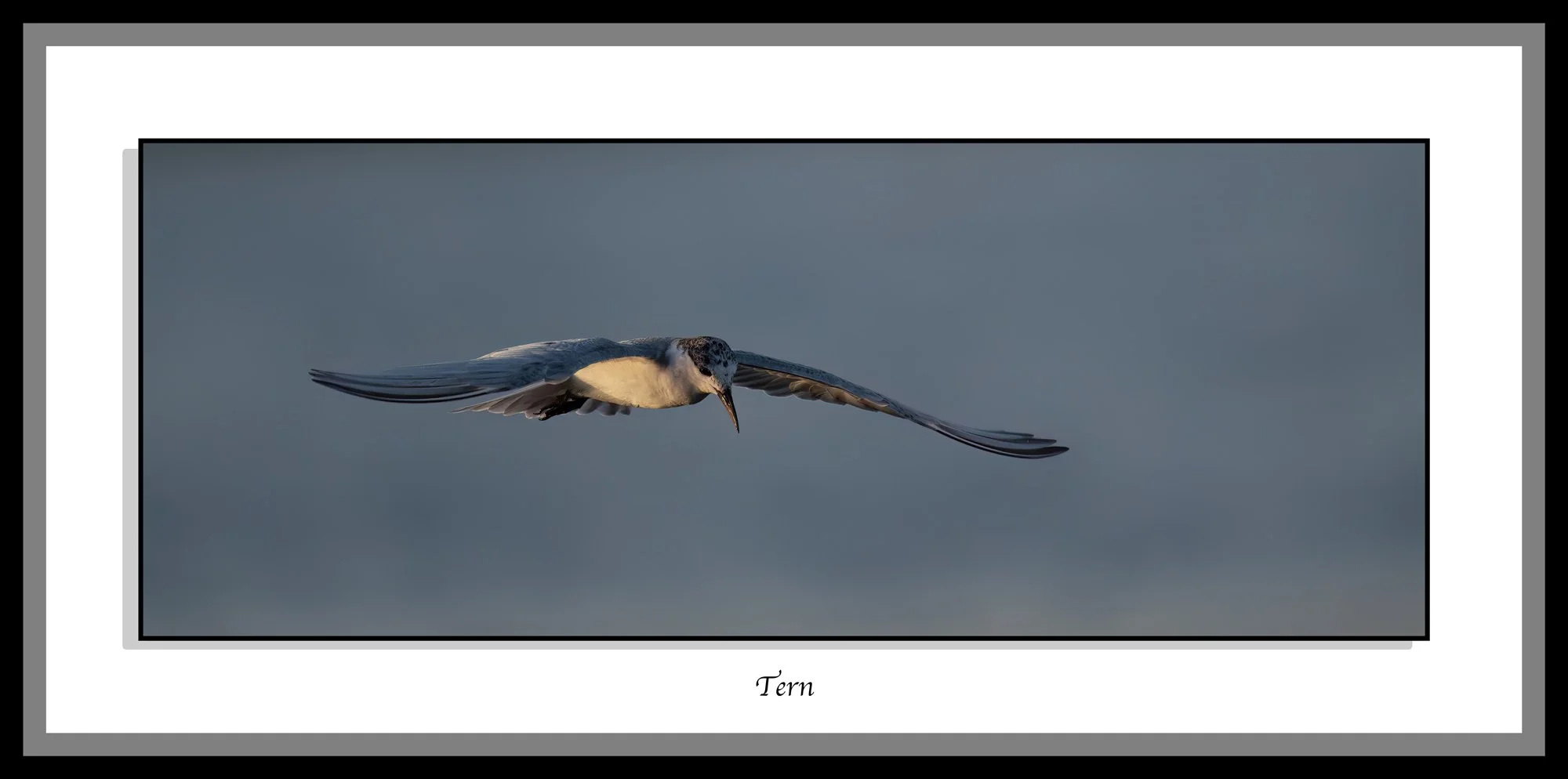 Neil's-Photography--February-22,-2026-_NDW5892.jpg