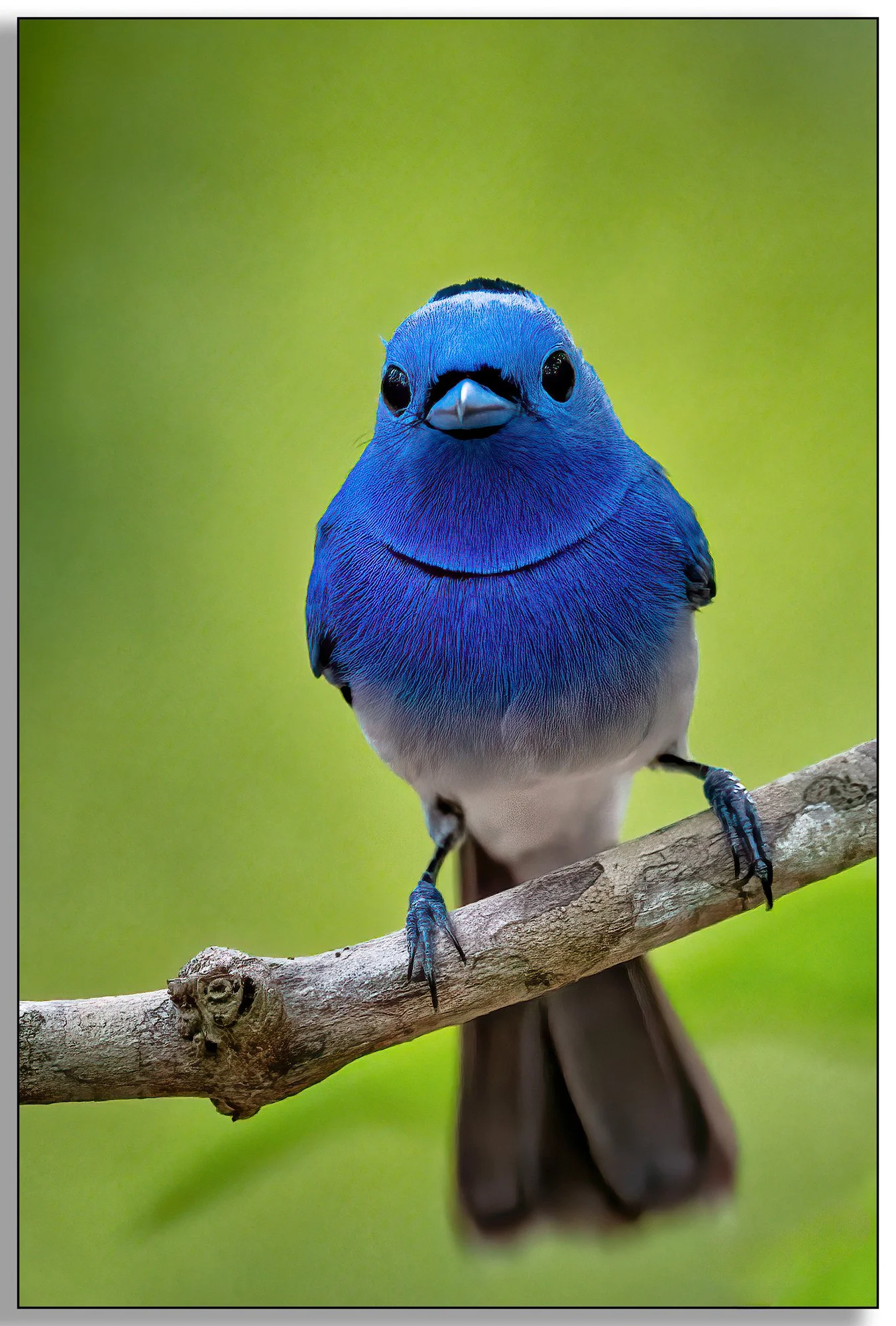 Bird Photography in Thailand