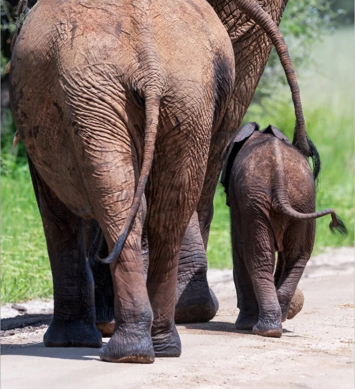 On Safari in Tanzania 