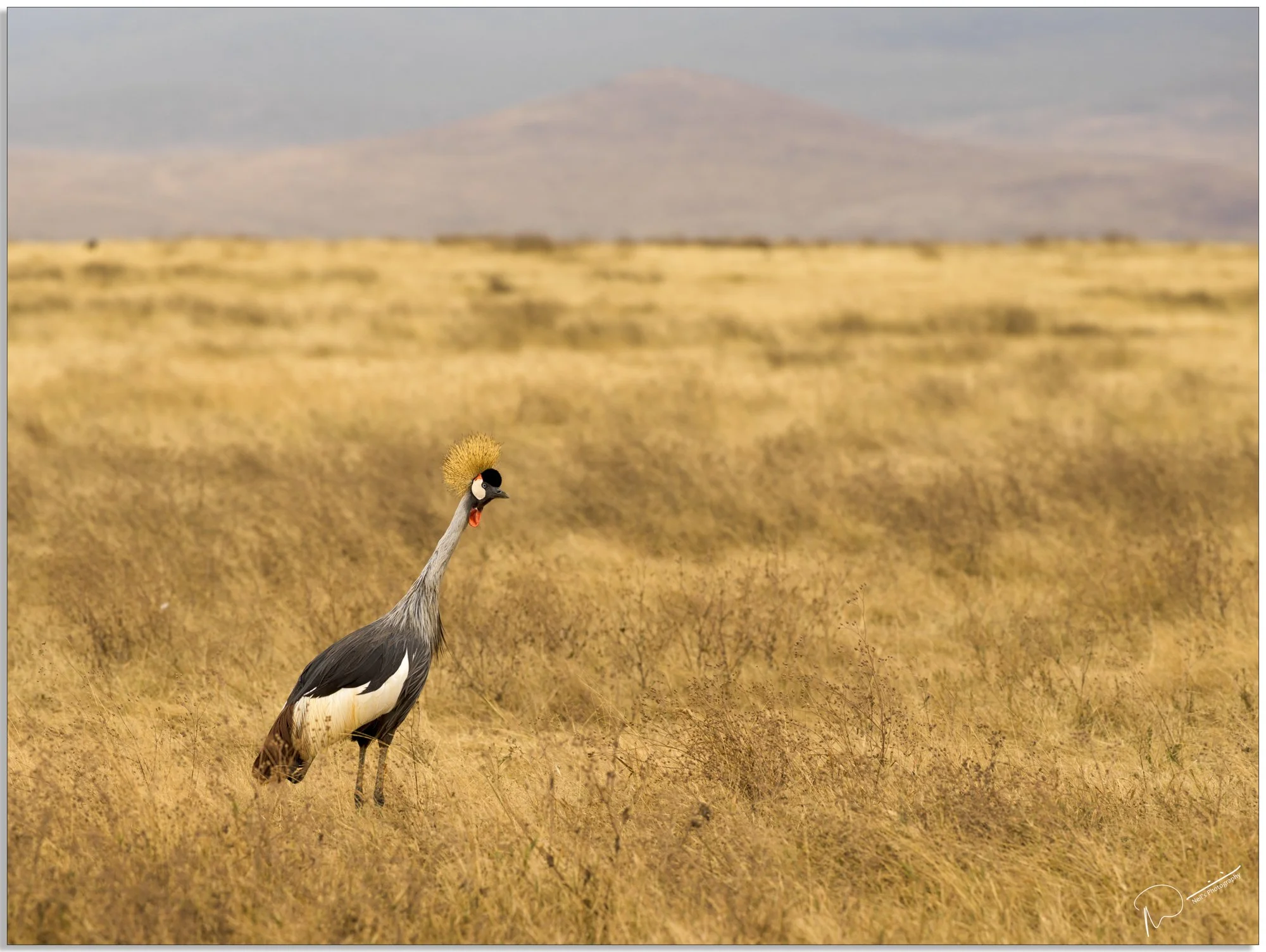 Neil's Photography-Santhiya test 13-09-2018- 0099.jpg