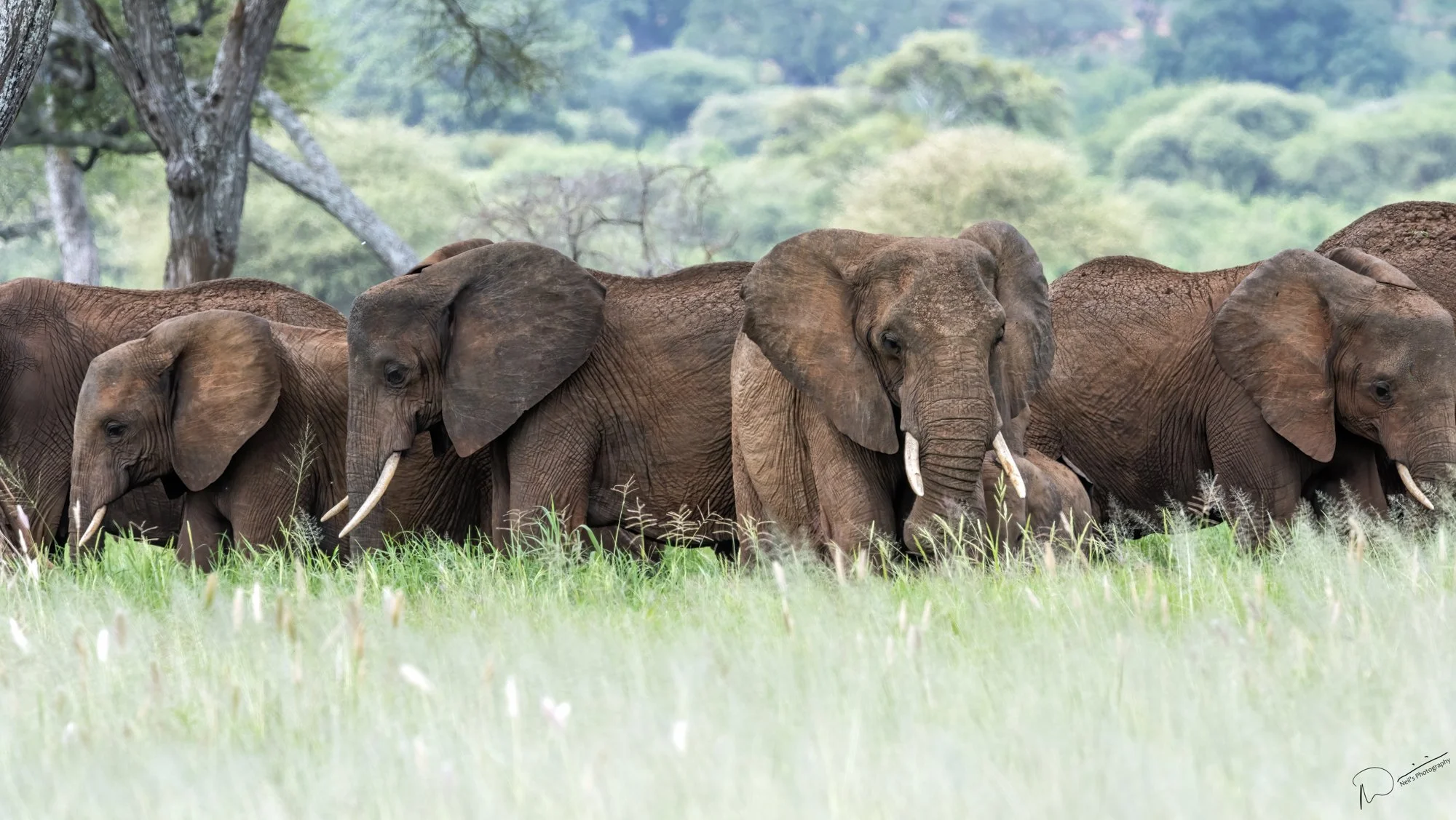 Neil's_Photography_January 25, 2016__NUK6592.jpg