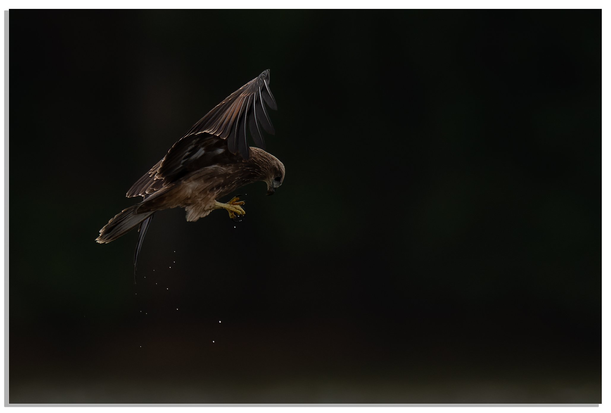 Birding BCCC 22052022_0021-NEF_DxO_DeepPRIME.jpg