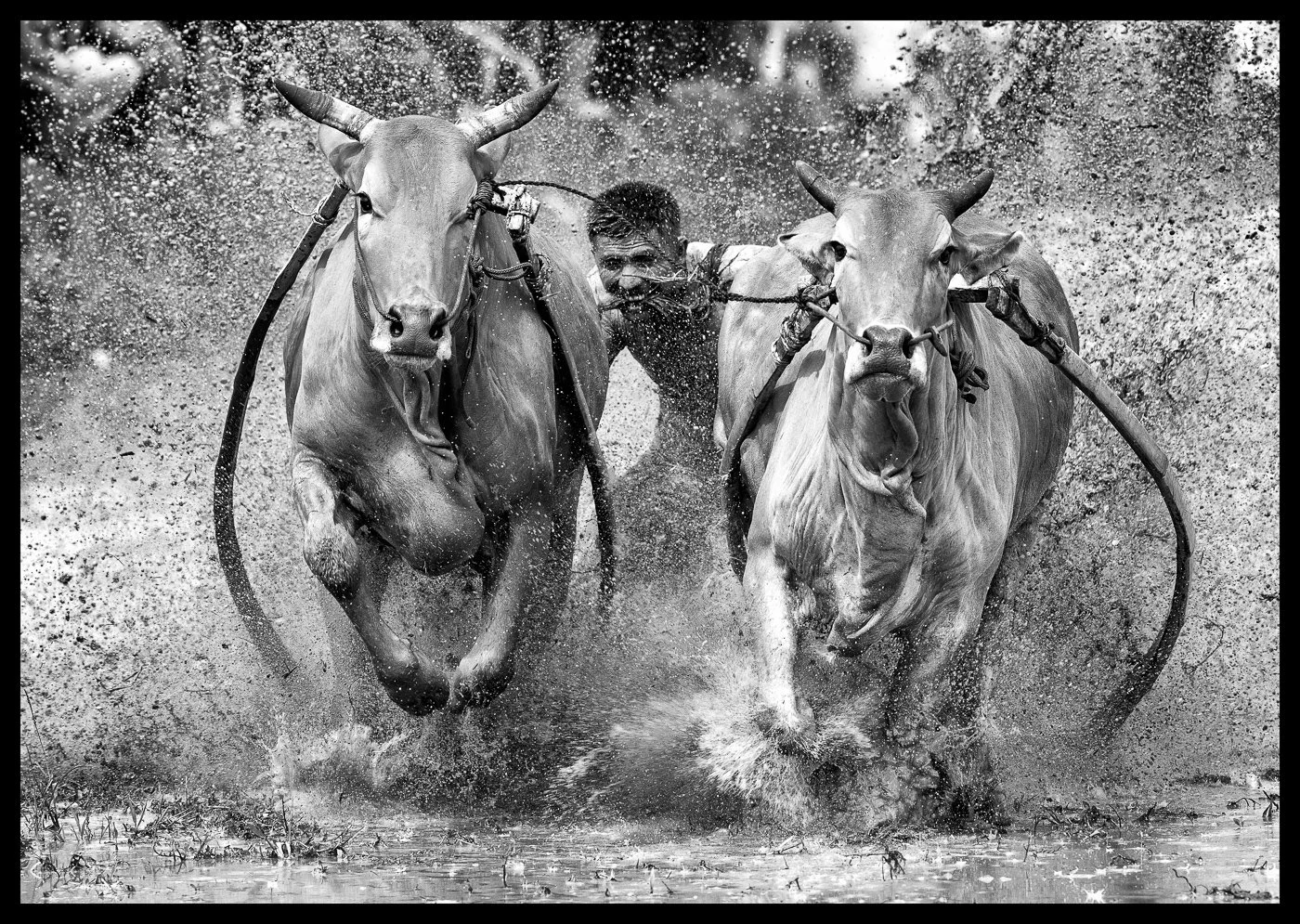Neils Photography 07112015_Pacu Jawi 1939.jpg