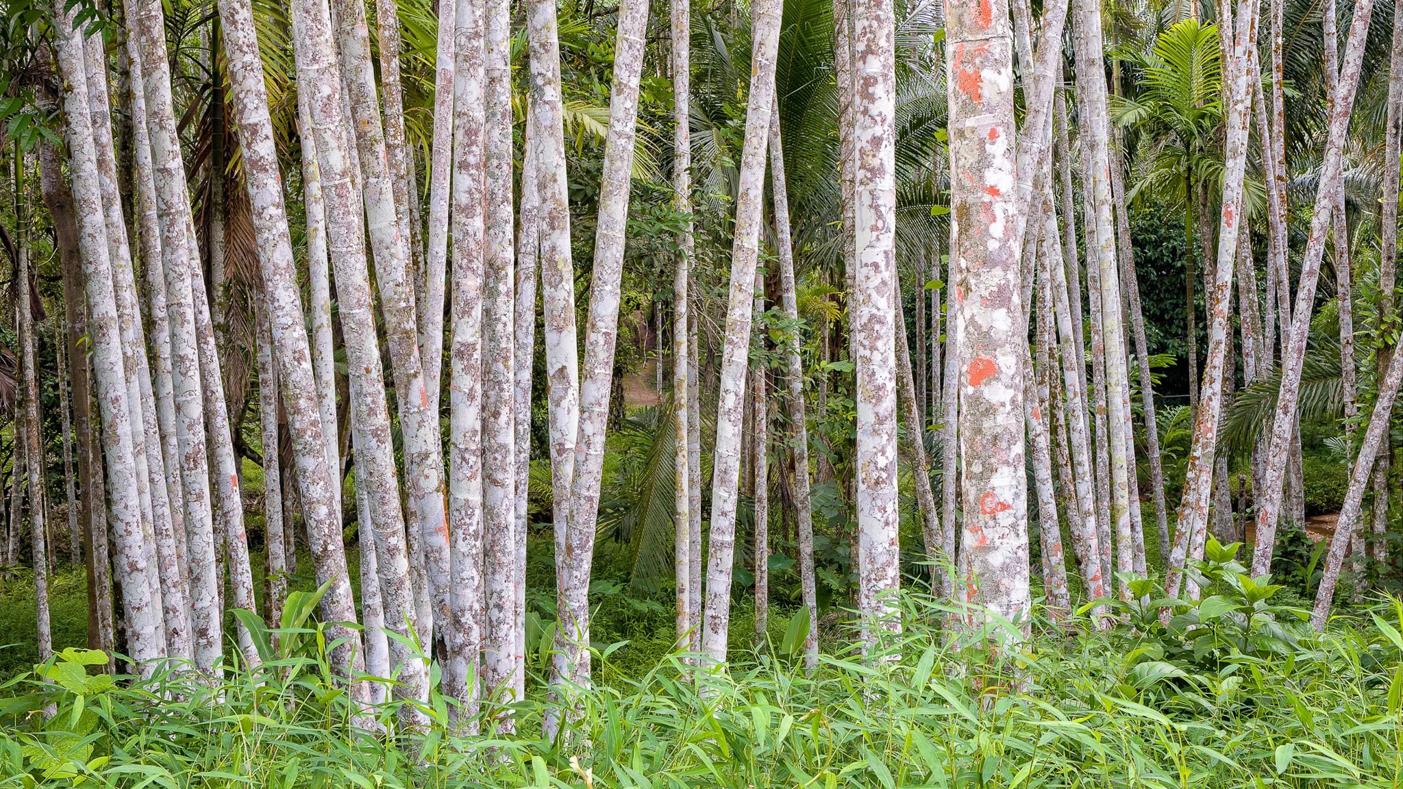 Neils Photography Phangna Waterfall 19052018_0047.jpg