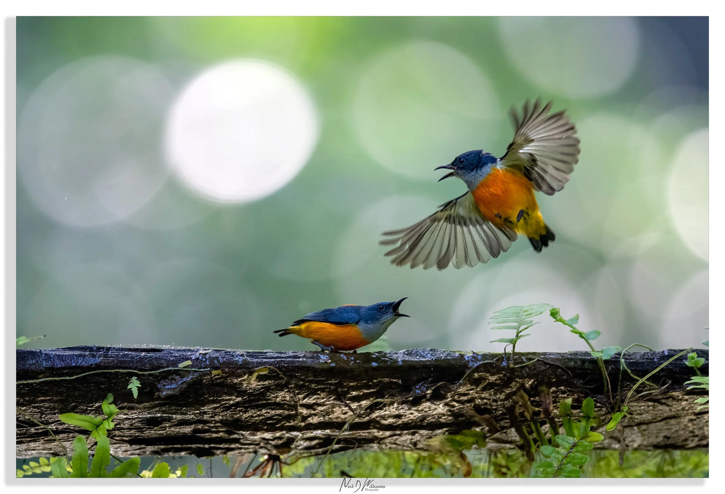 Neil's Photography (Sri Phangnga) 161120_0296.jpg