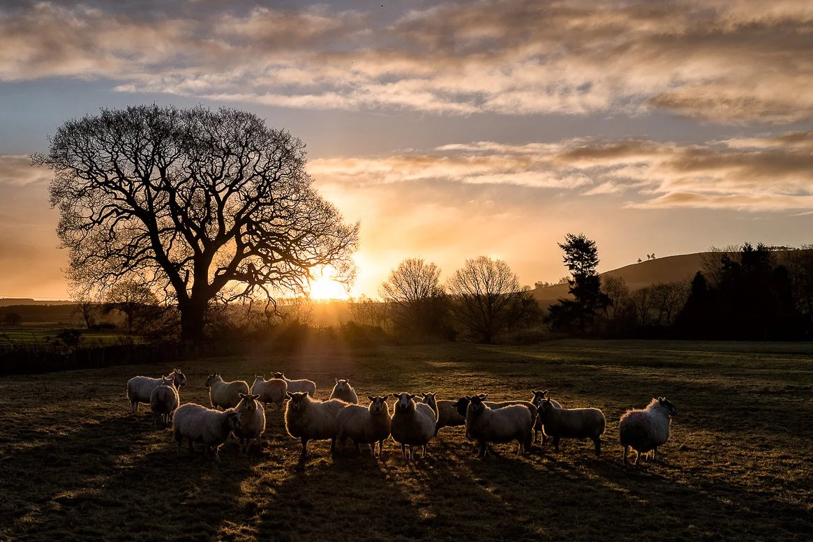 Neil's_Photography_January 01, 2017_L1030061-Edit.jpg