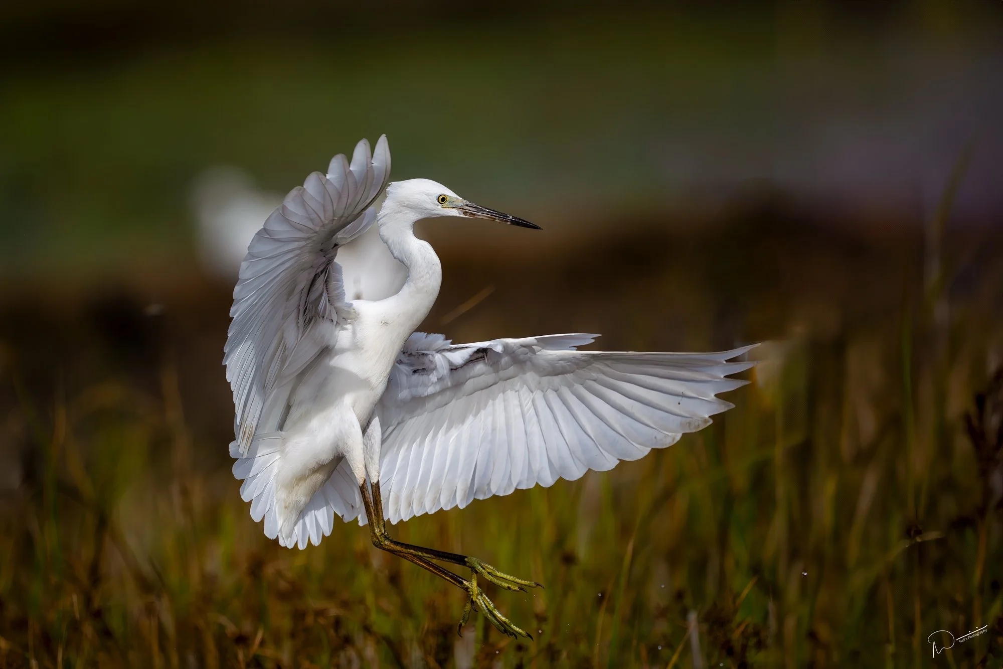 Water Birds in Southern Thailand