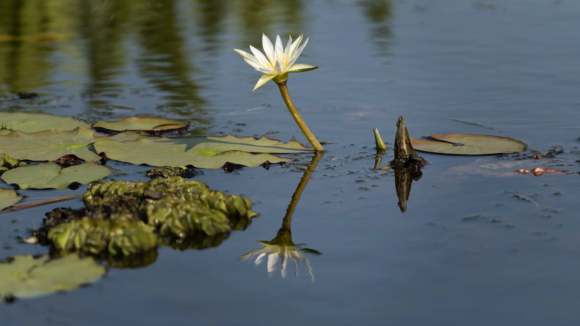 Thale Noi 2_0405-Edit.jpg