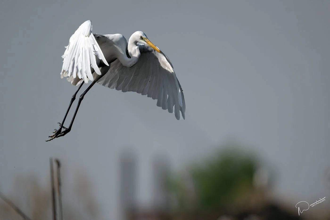 Neil's-Photography-160124--Hua-Hun-Water-Birds-1793 2.jpg