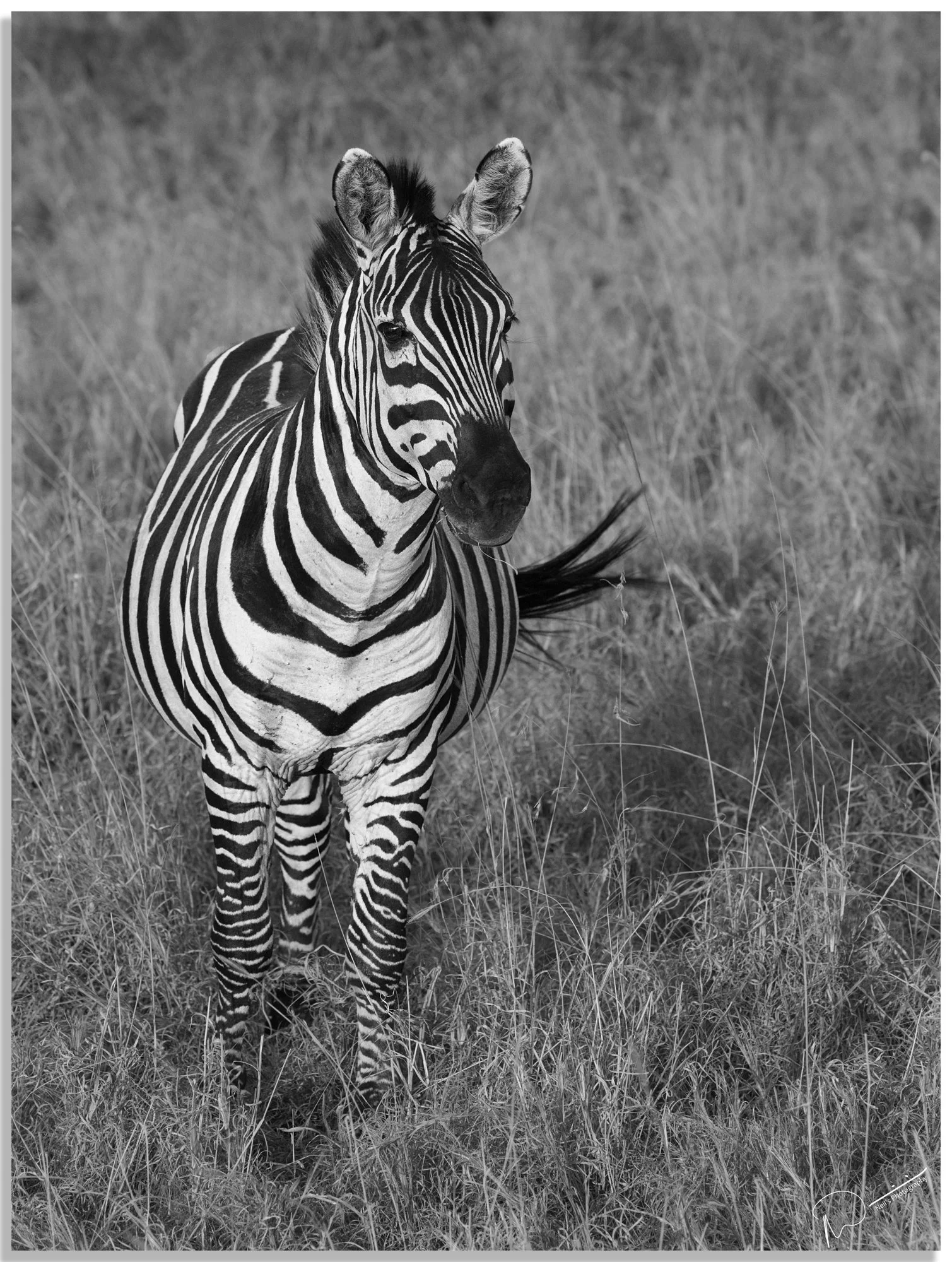 Neil's Photography-Santhiya test 16-09-2018- 0244.jpg