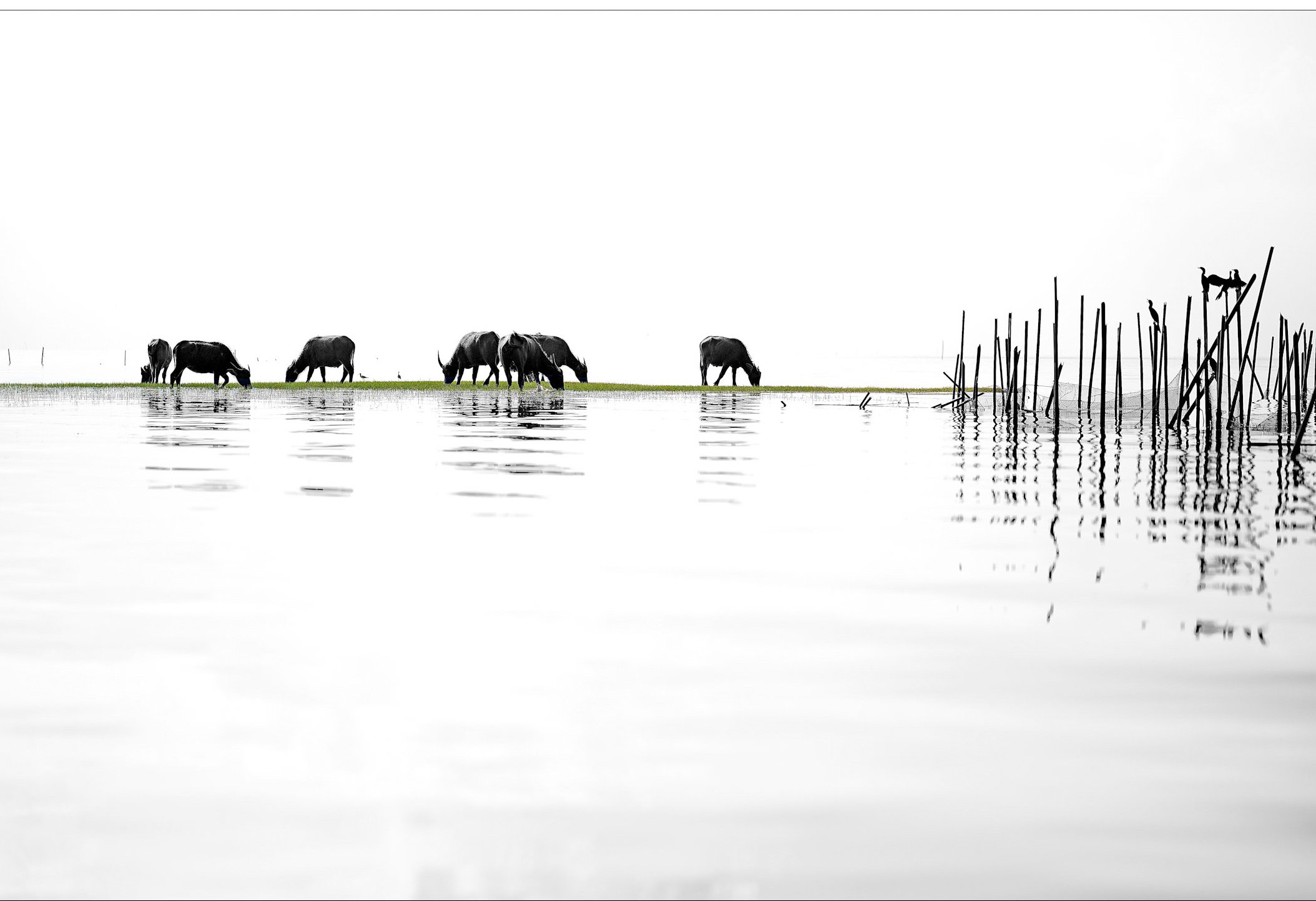 Neil's_Photography_March 05, 2017_L1009632-Edit.jpeg