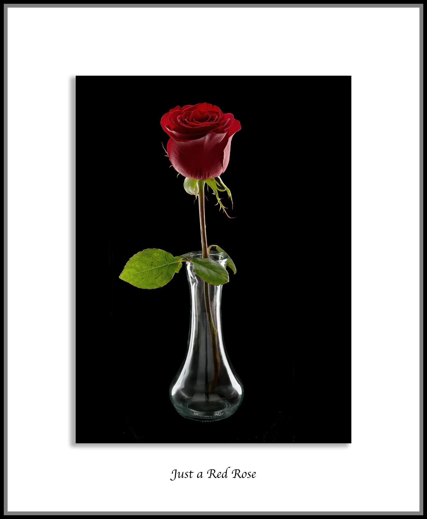 Neil's-Photography--December-31,-2025-Flower-in-vase_0025.jpg