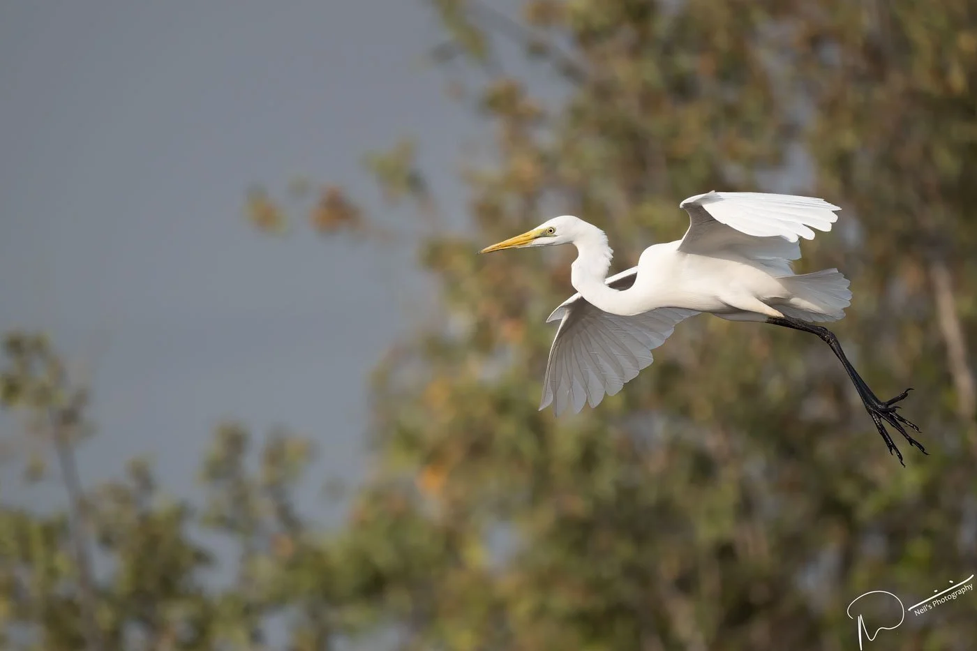 Neil's-Photography-160124--Hua-Hun-Water-Birds-0218.jpg