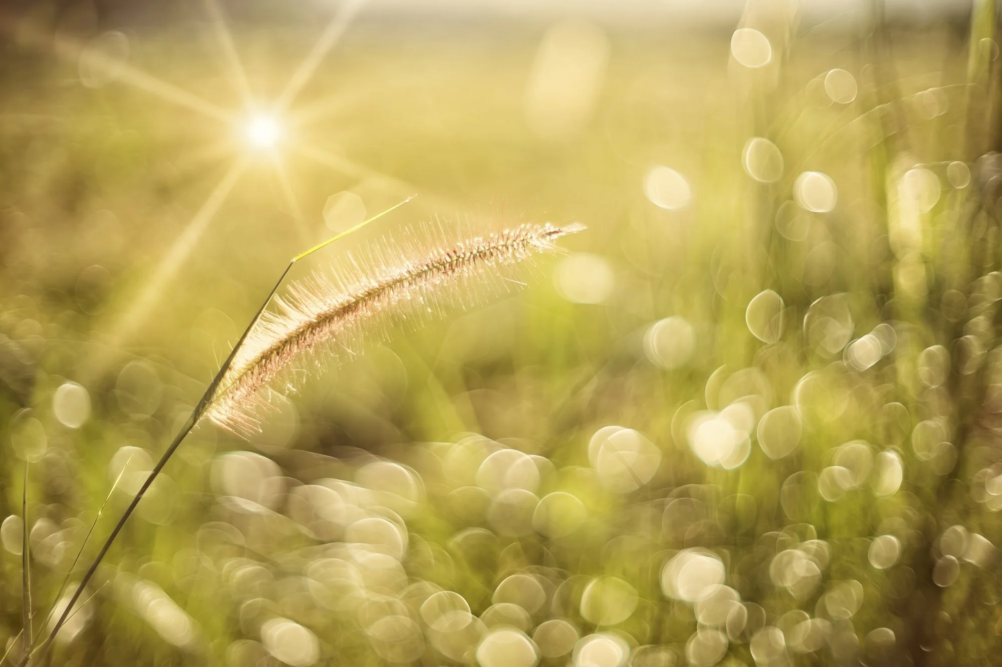 Neil's Photography -November 11, 2024-NDW_8910.jpg