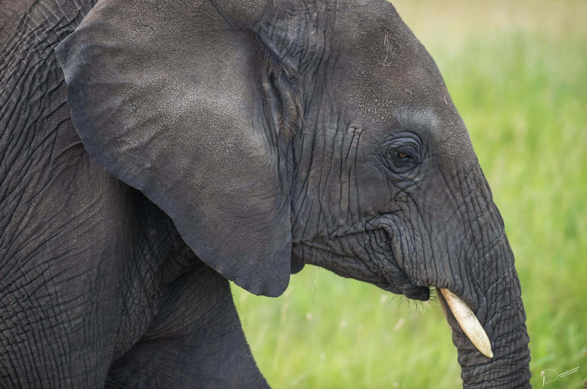 Neil's_Photography_January 19, 2016__NDW5400.jpg