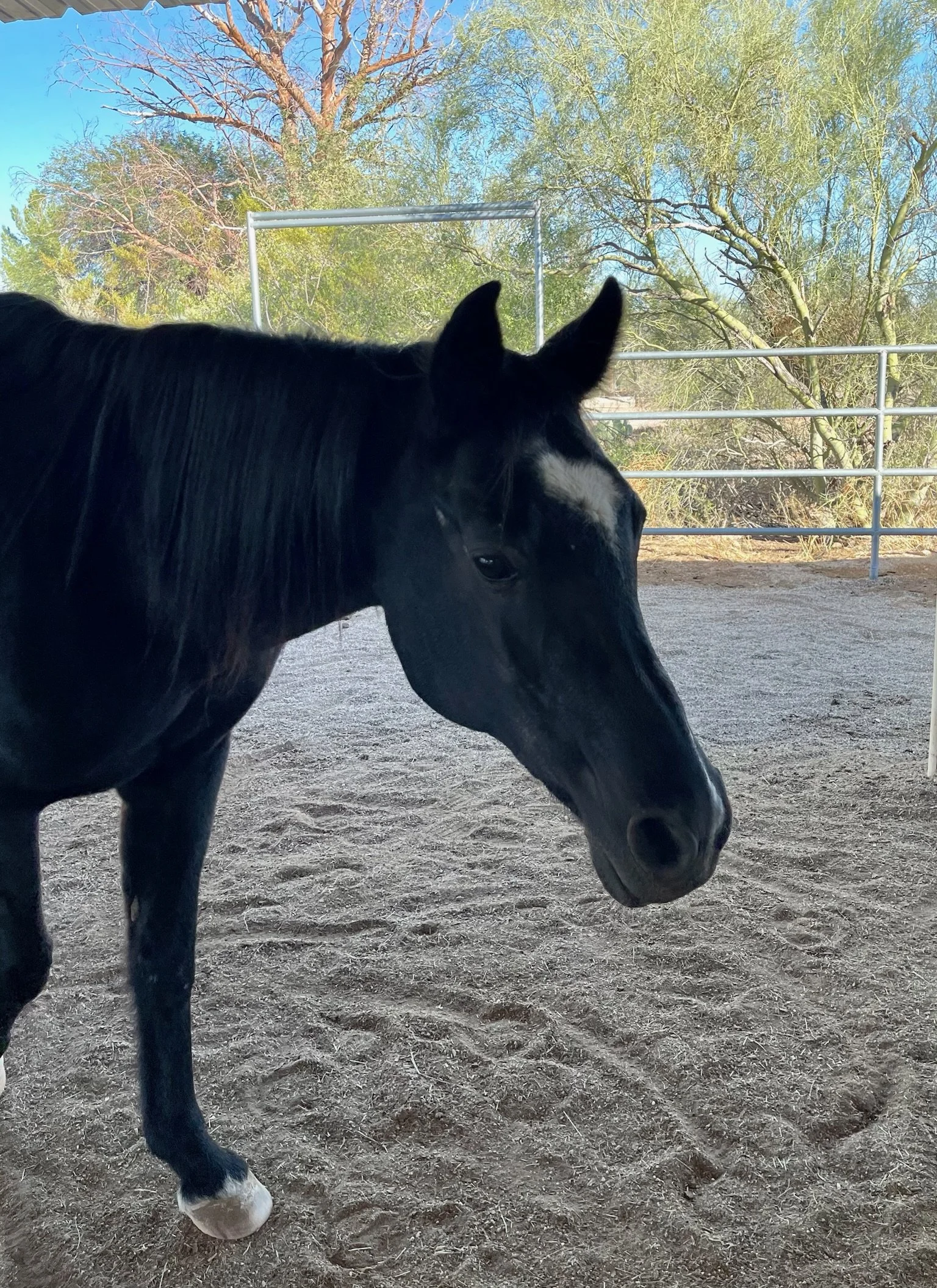 A black horse with a white star on its forehead standing on a dirt ground in an outdoor enclosure, with trees and a metal fence in the background, under a clear blue sky.