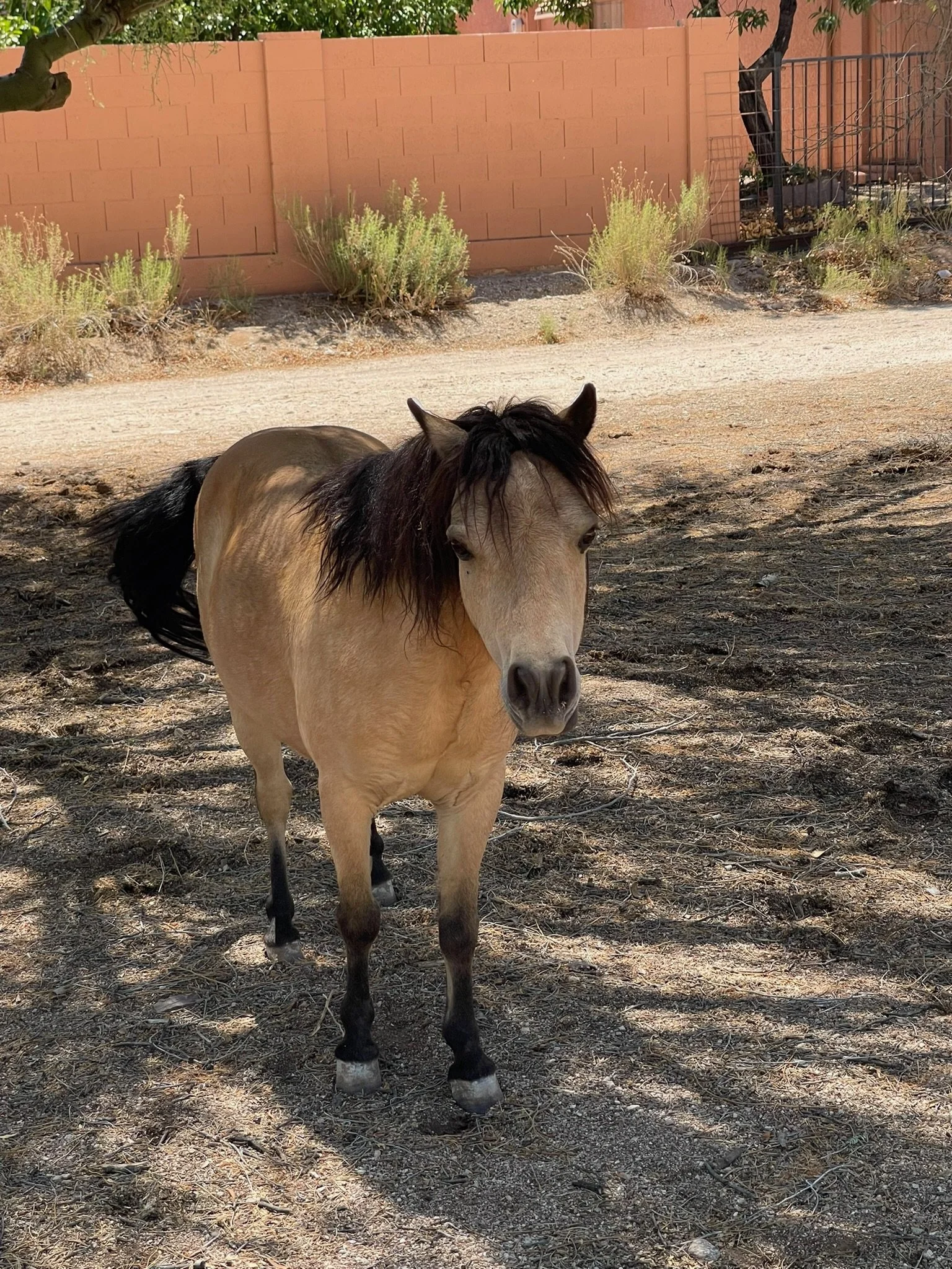 A light brown horse with a dark mane standing on dirt and shade in a yard, with a peach-colored wall and some shrubs in the background.
