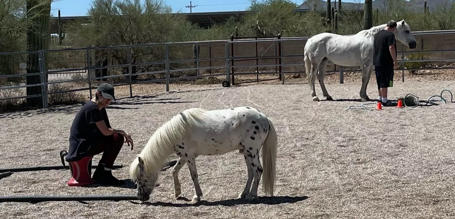 Two people with horses in an outdoor corral. One person is sitting on a red stool, working with a small white horse with black spots. The other person is standing near a larger white horse. The area is fenced with metal panels, and the ground is dirt. There are desert plants and trees in the background.