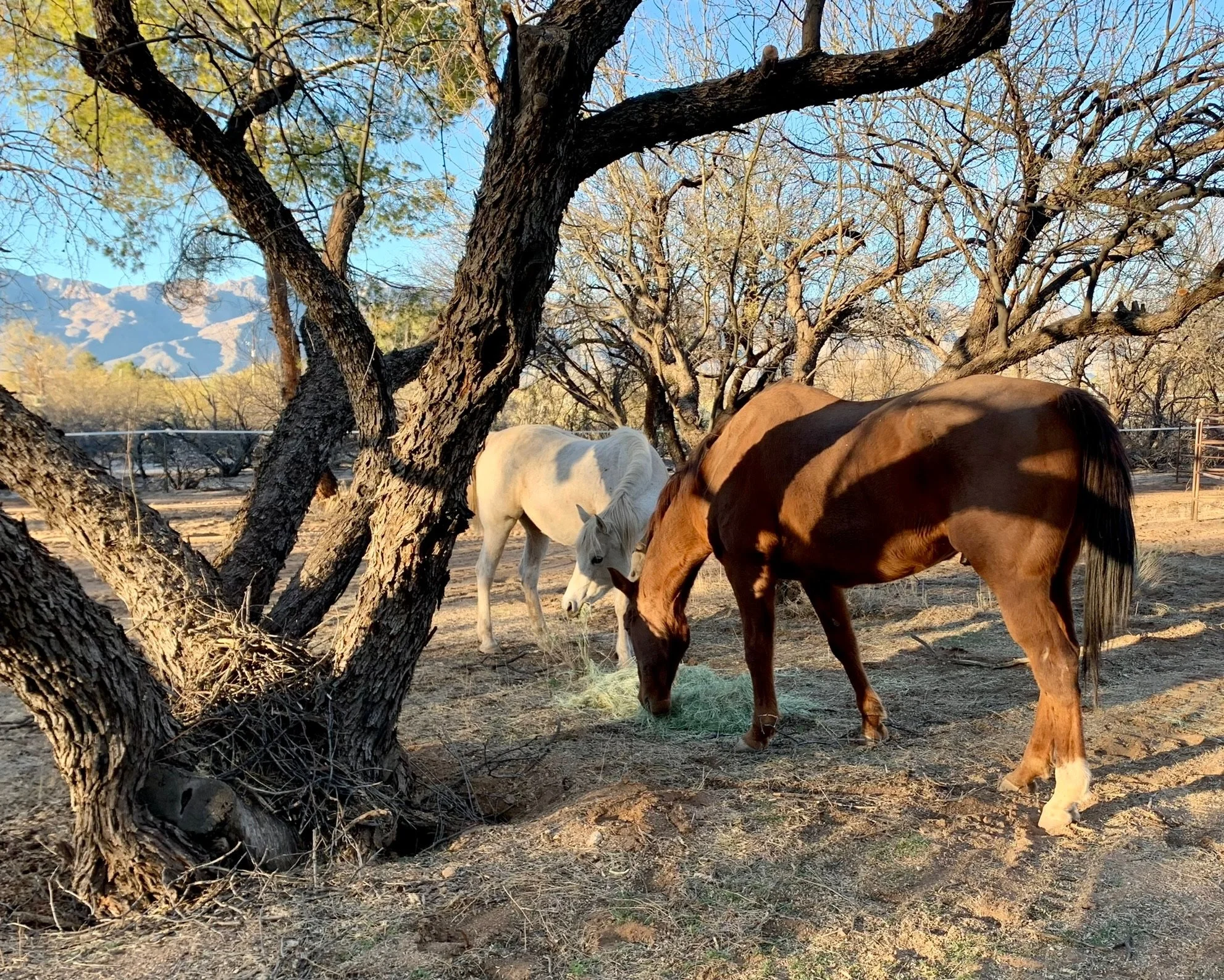 Three horses grazing under trees in a desert landscape with mountains in the background.