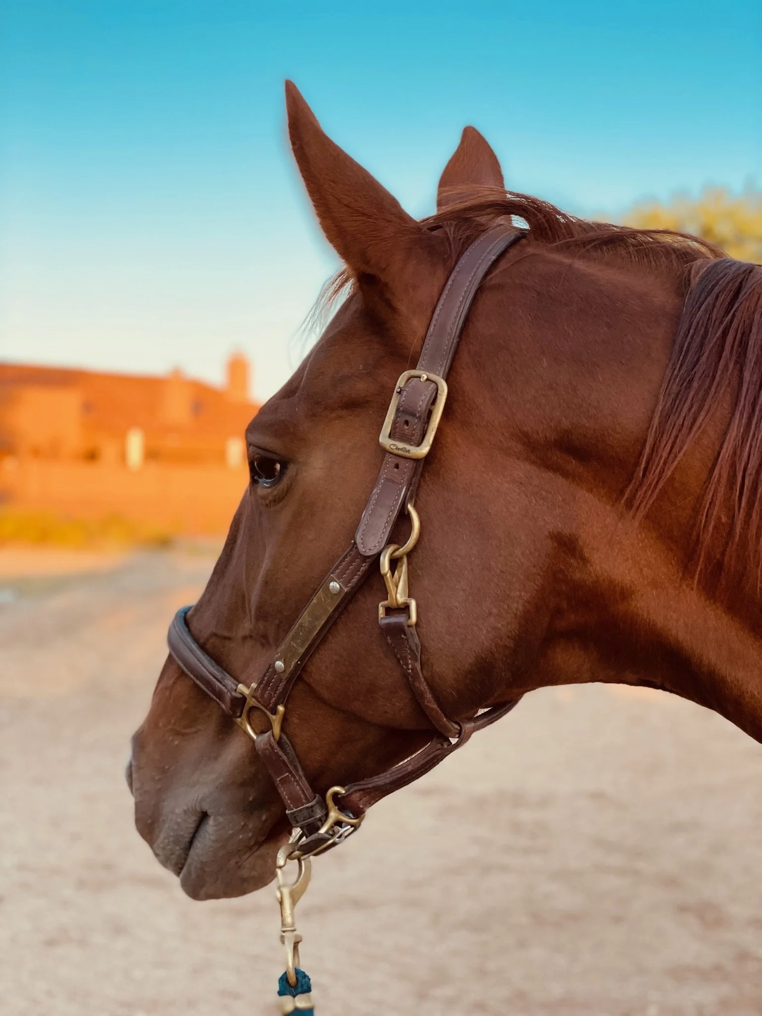 Close-up of a brown horse wearing a leather bridle with a background of a blue sky and some buildings in the distance.