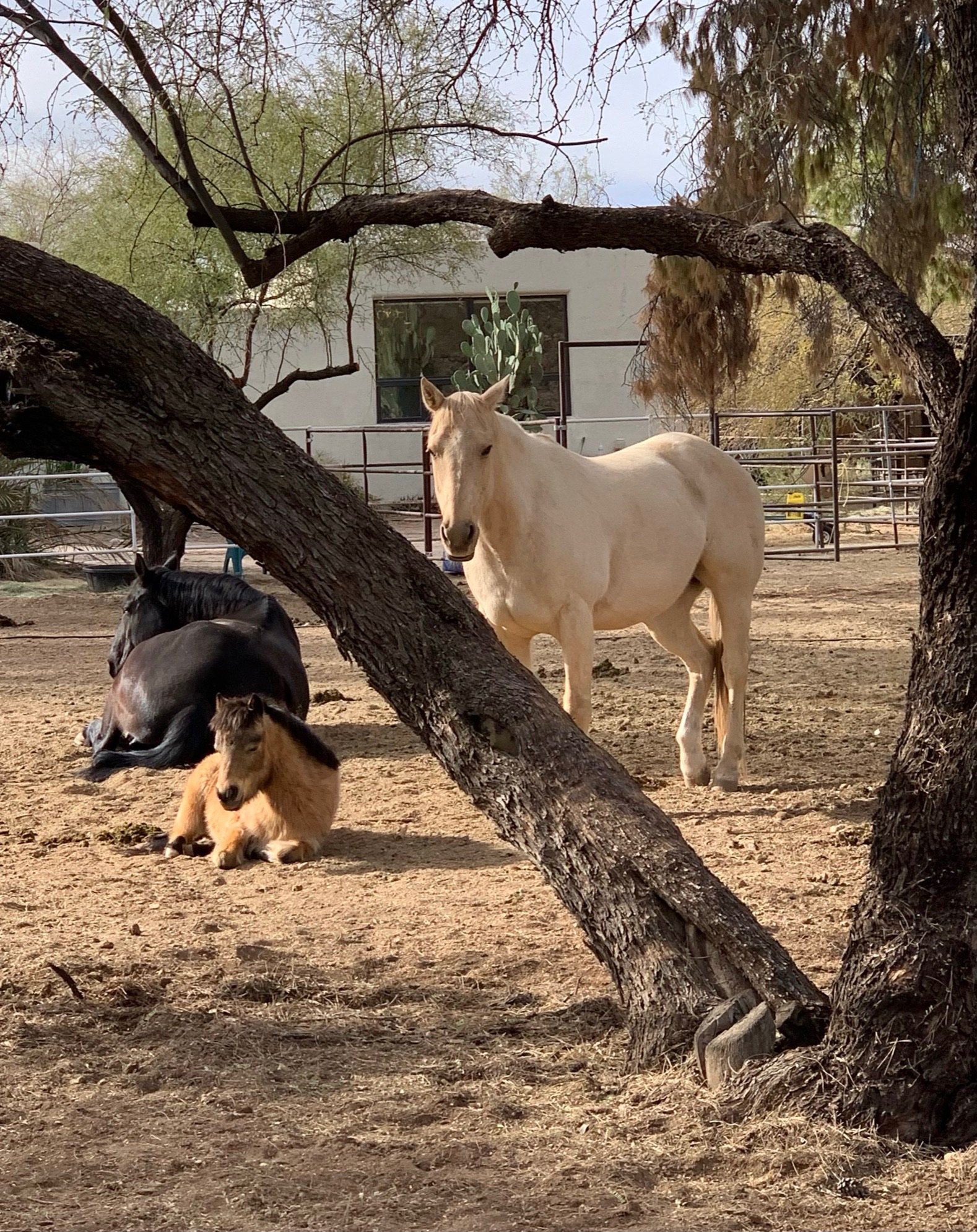 A white horse, a black horse, and a small foal resting under a tree in a dry, enclosed outdoor area with a building in the background. The scene is peaceful with sparse trees and a cactus visible.